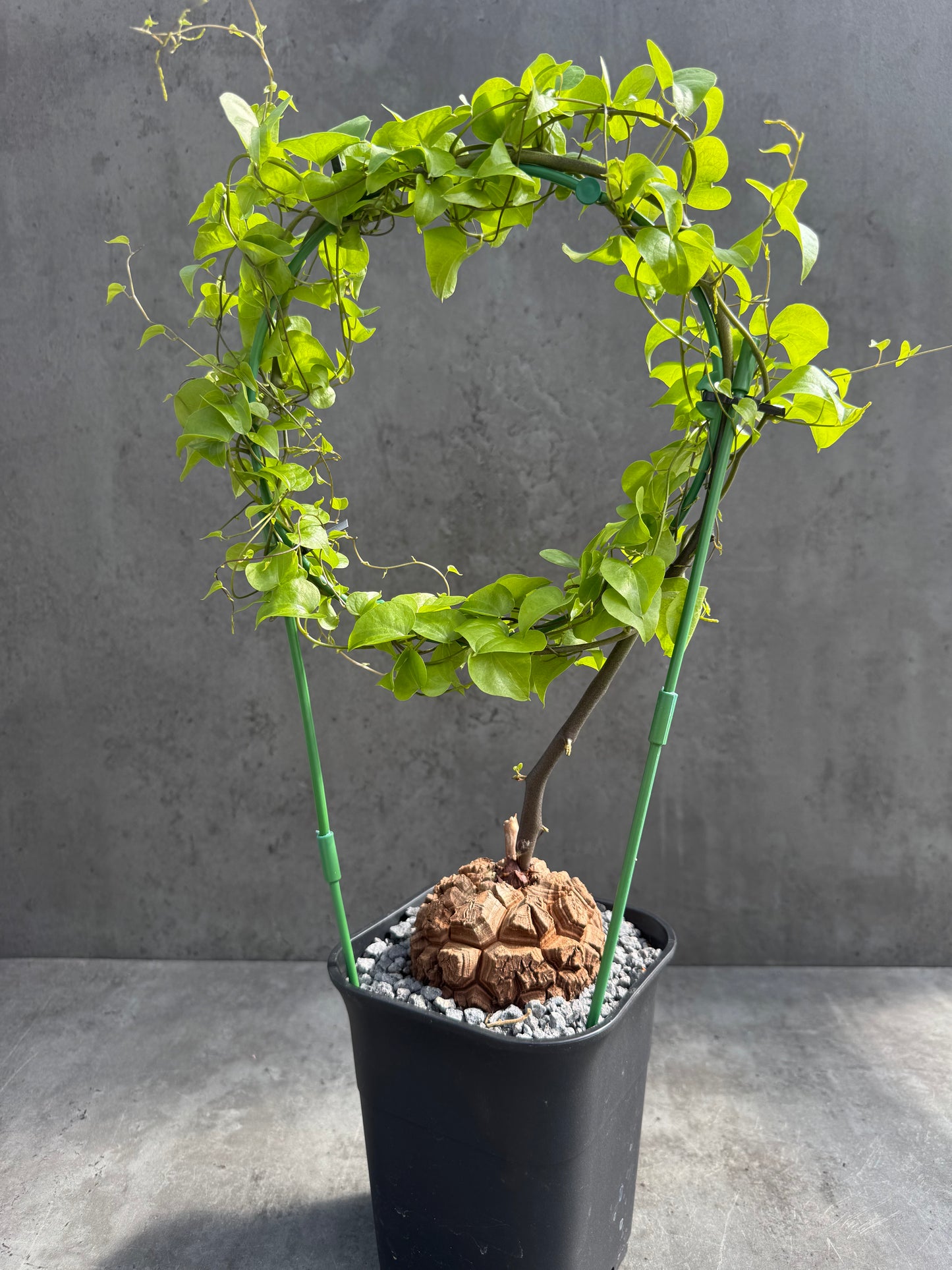 Dioscorea elephantipes – vollständig bewurzeltes Exemplar – Dioe-01