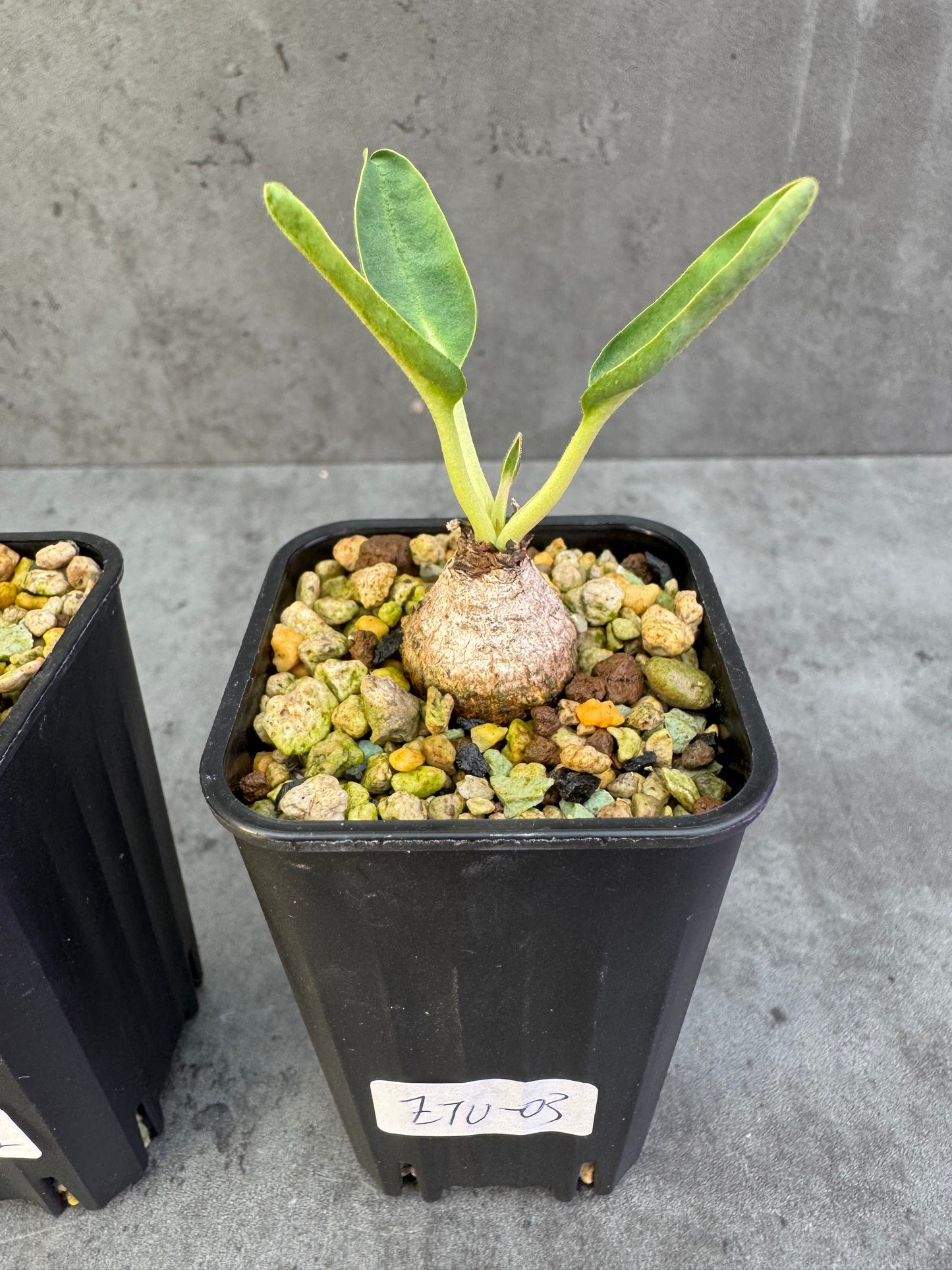 Euphorbia turberosa - Winterwachser