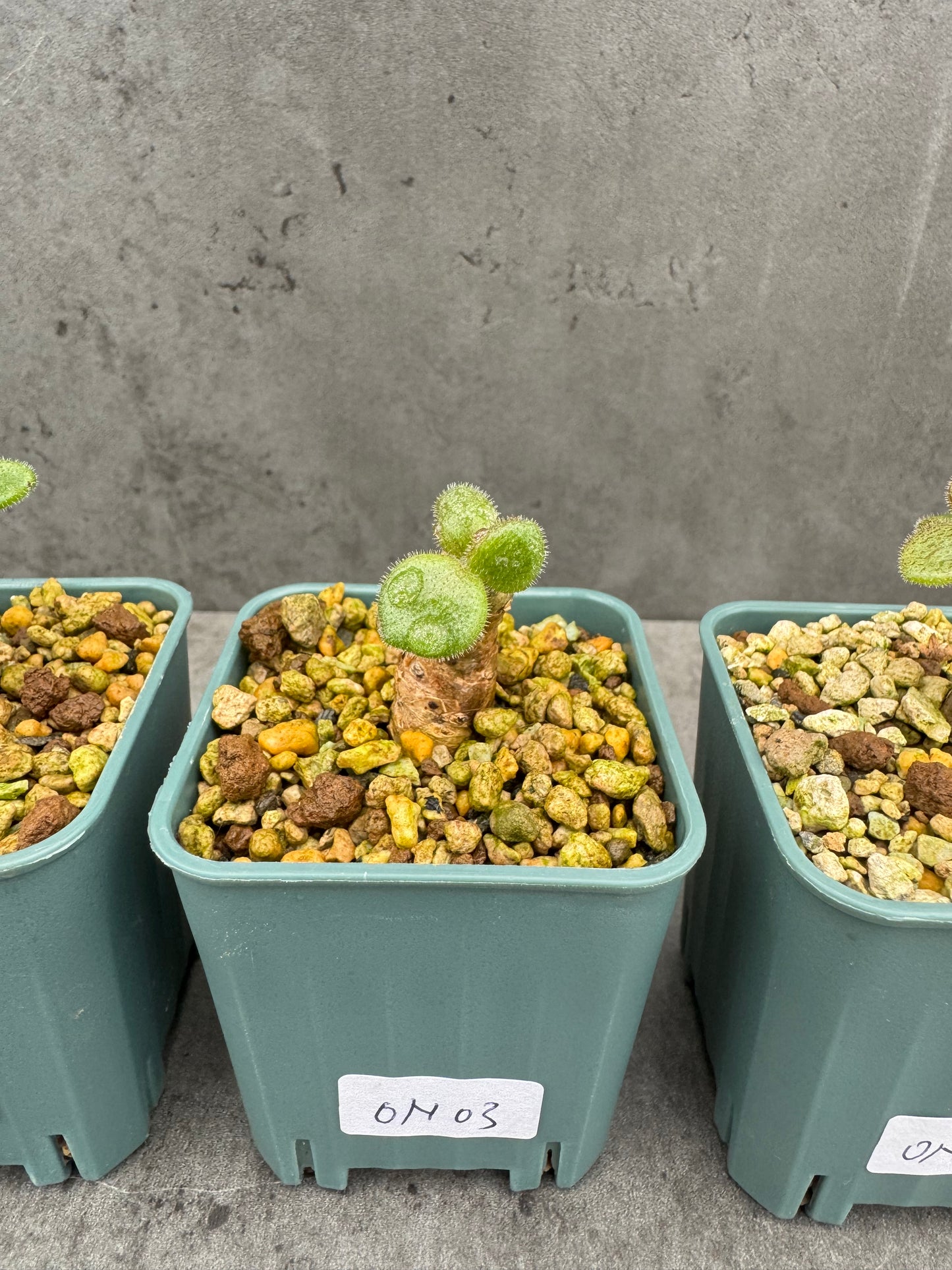 Tylecodon nolteei – Seltene Caudexpflanze mit skulpturalem Charakter