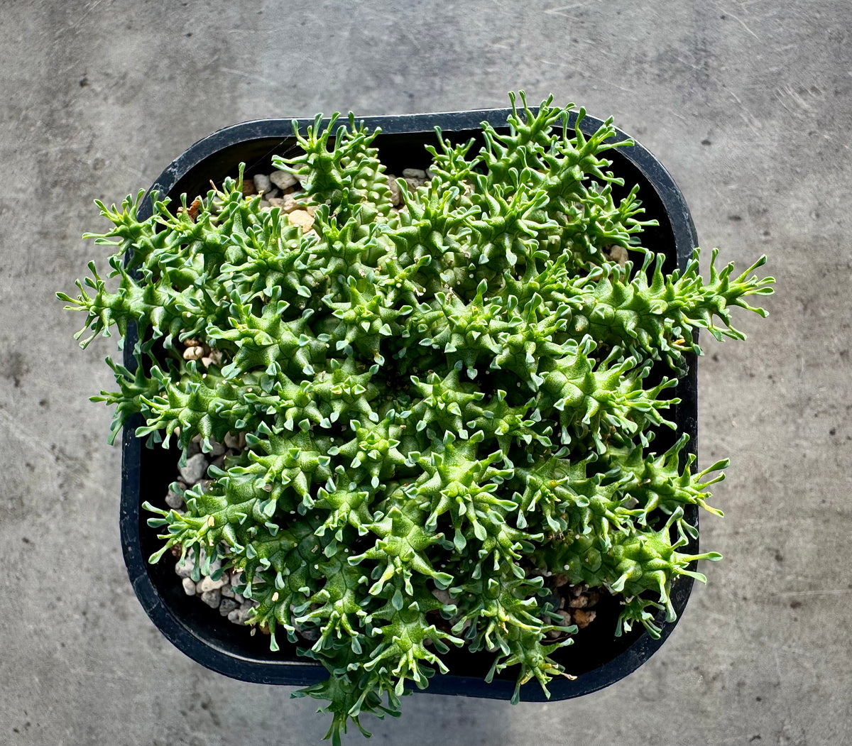 Euphorbia atroviridis