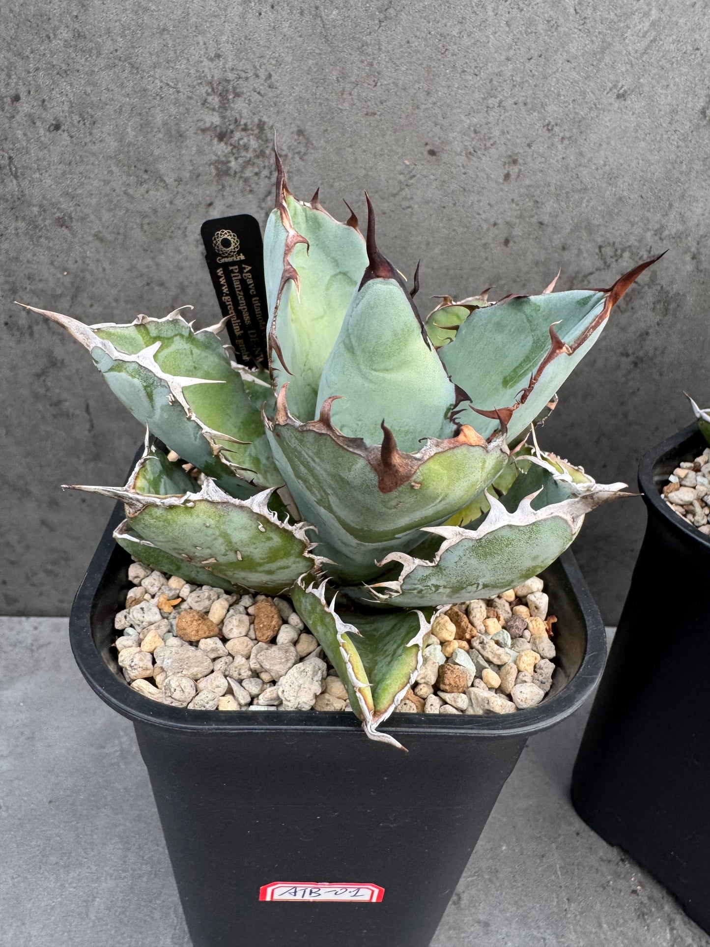 Agave Titanota cv. Black and Blue