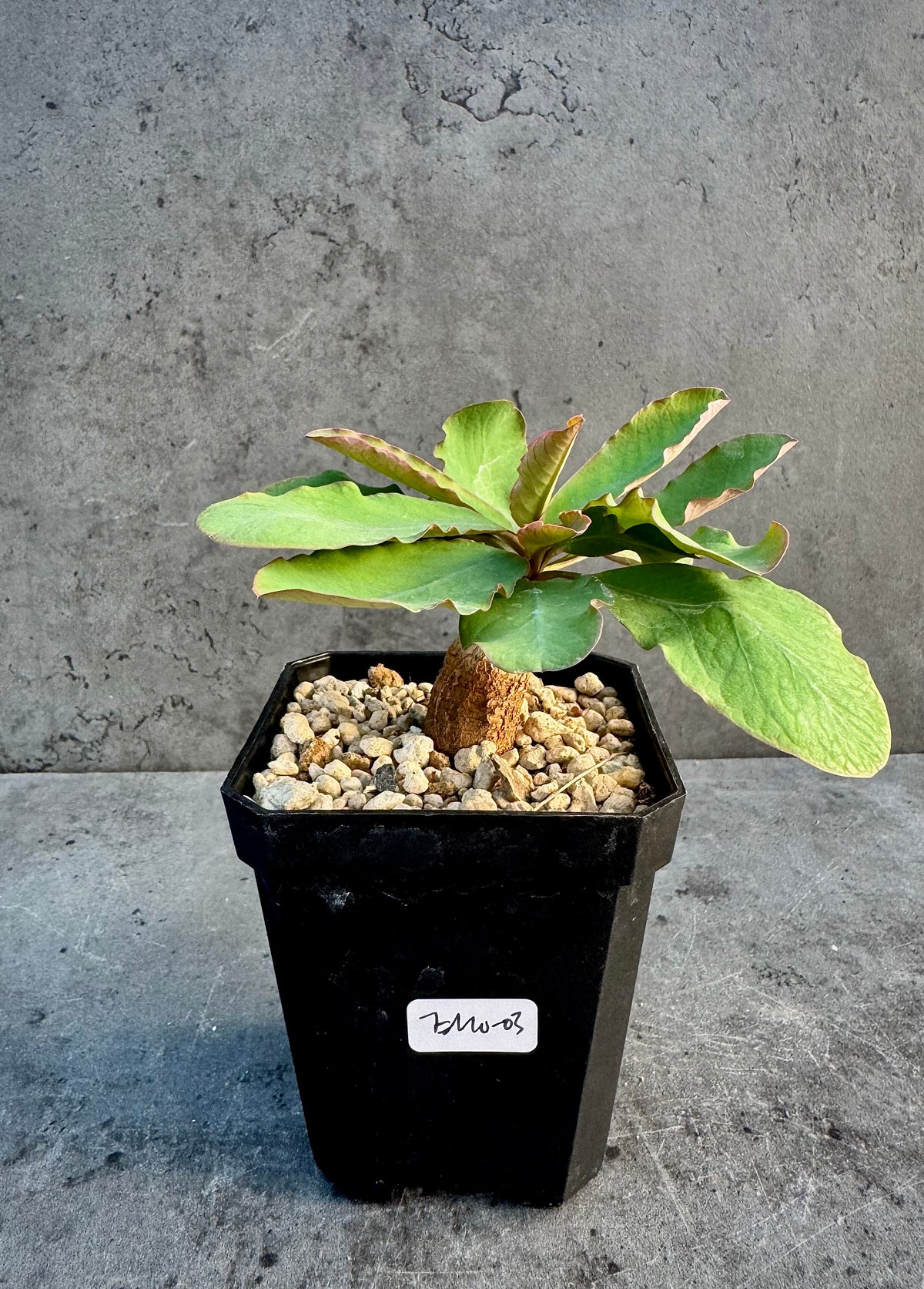 Euphorbia moratii