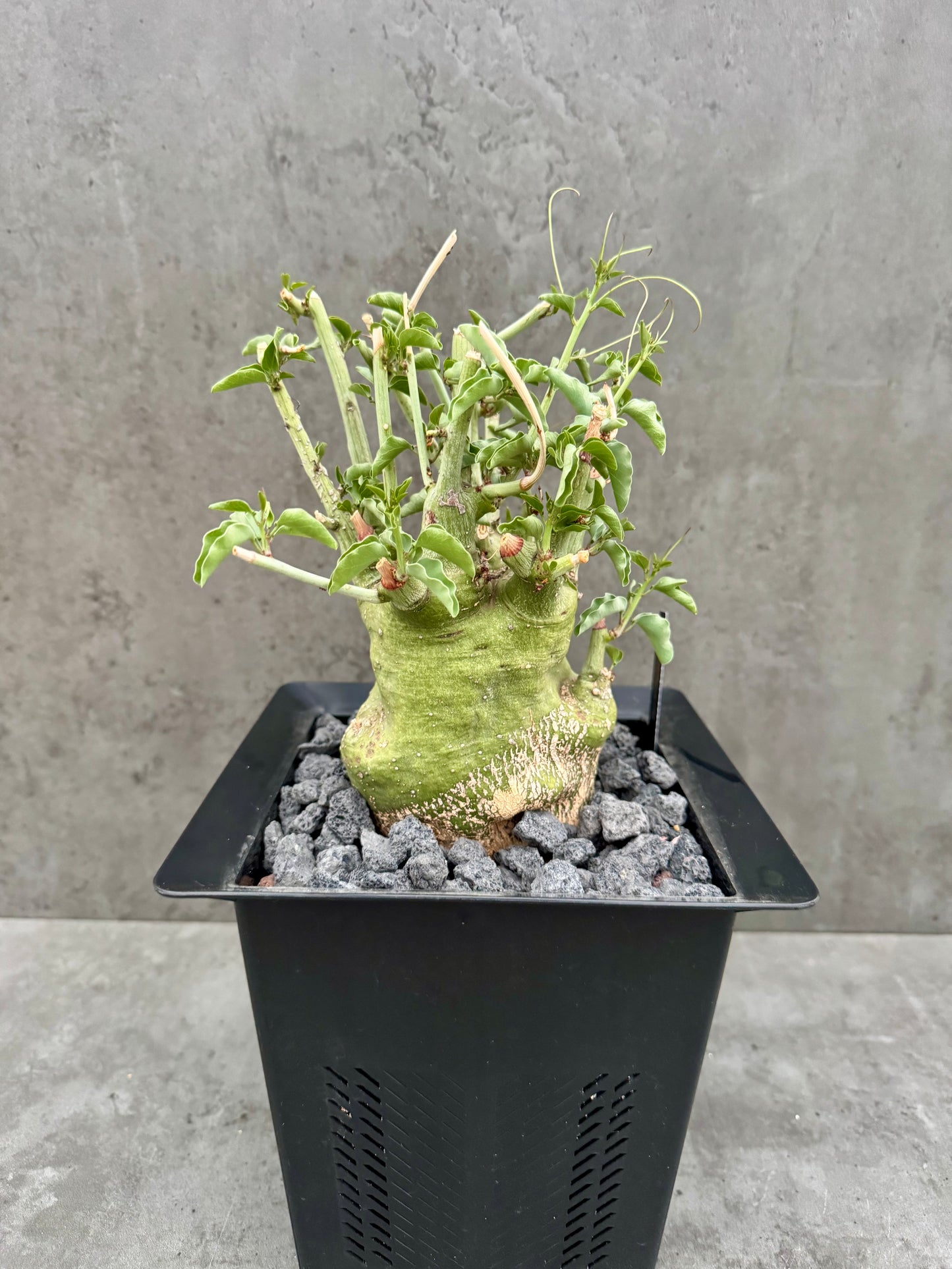 Adenia spinosa – Seltene Caudexpflanze aus Namibia mit dornigen Ranken