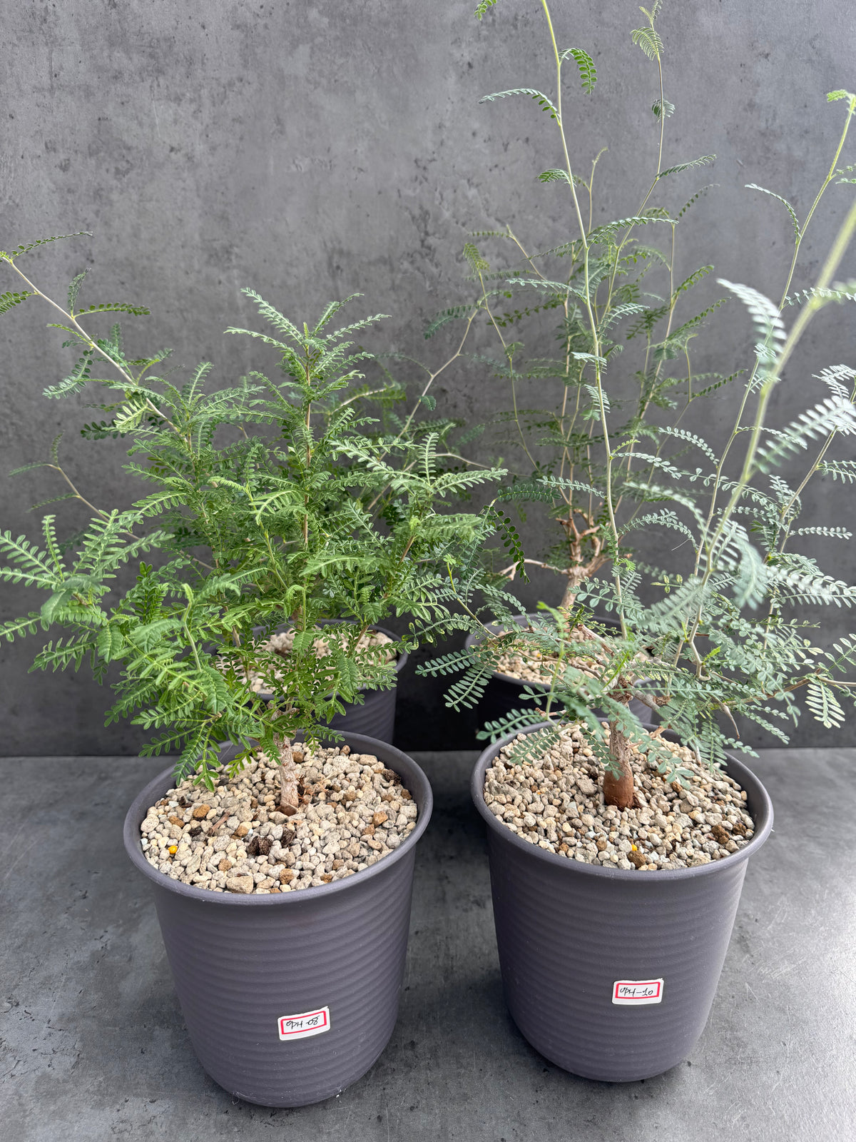Operculicarya hyphaenoides XL-Exemplare -Rarität