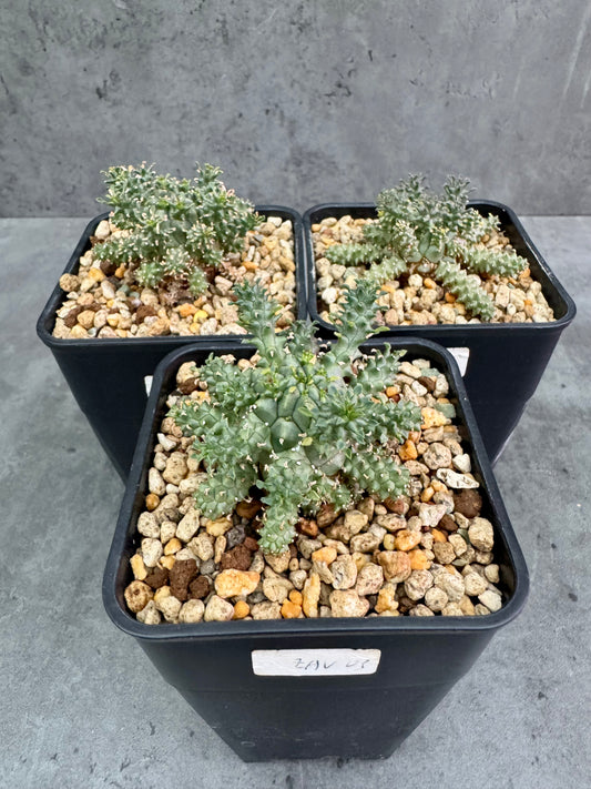 Euphorbia atroviridis
