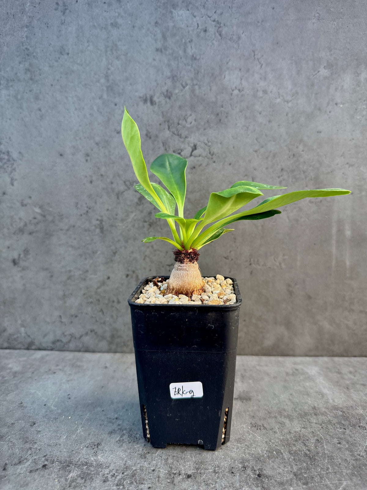 Euphorbia ramena