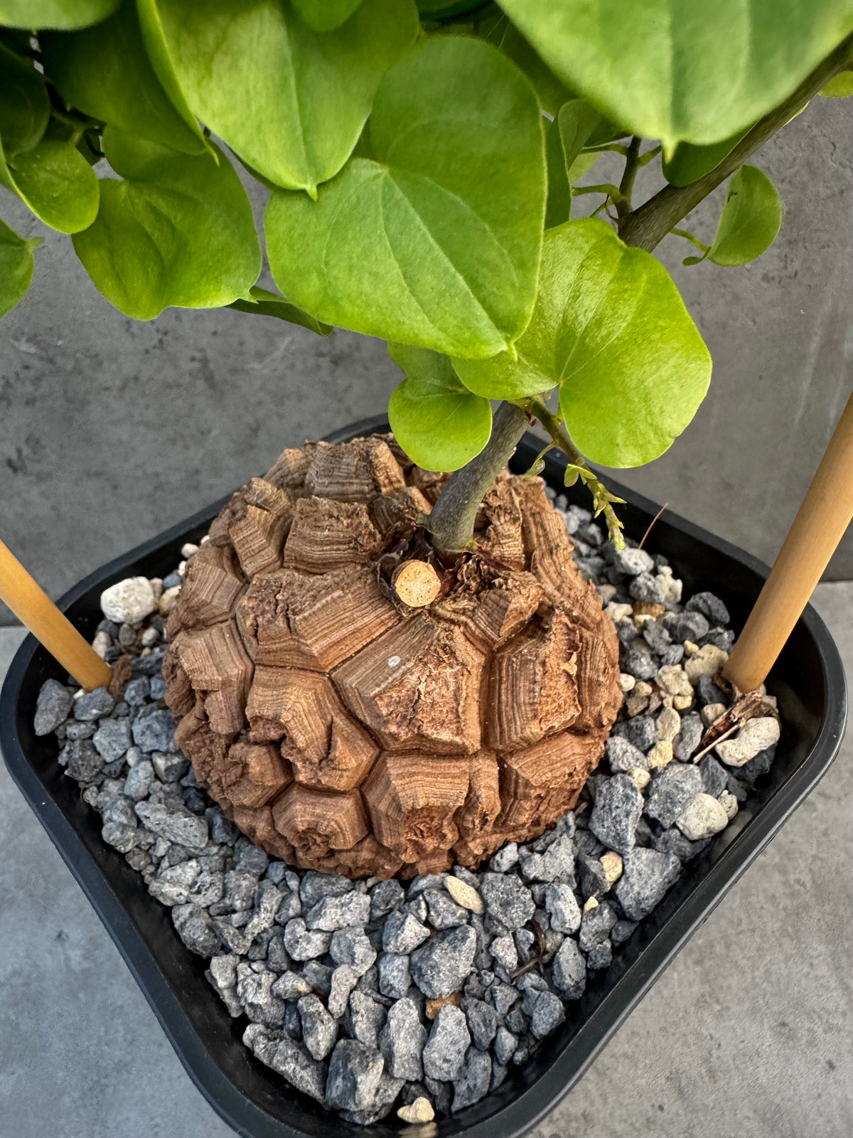 Dioscorea elephantipes – vollständig bewurzeltes Exemplar – Dio-09