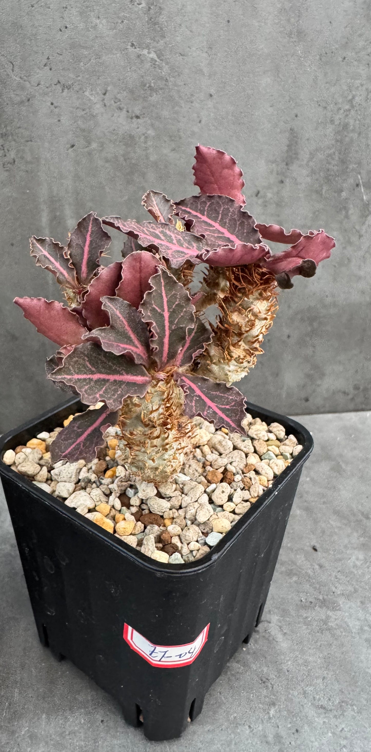 Euphorbia francoisii var. crassicaulis 'Rubrifolia' – robust kultiviert in rein mineralischem Substrat.