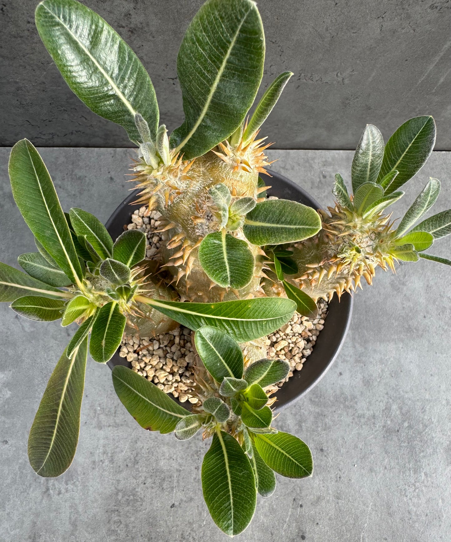 Pachypodium densiflorum große Pflanzen
