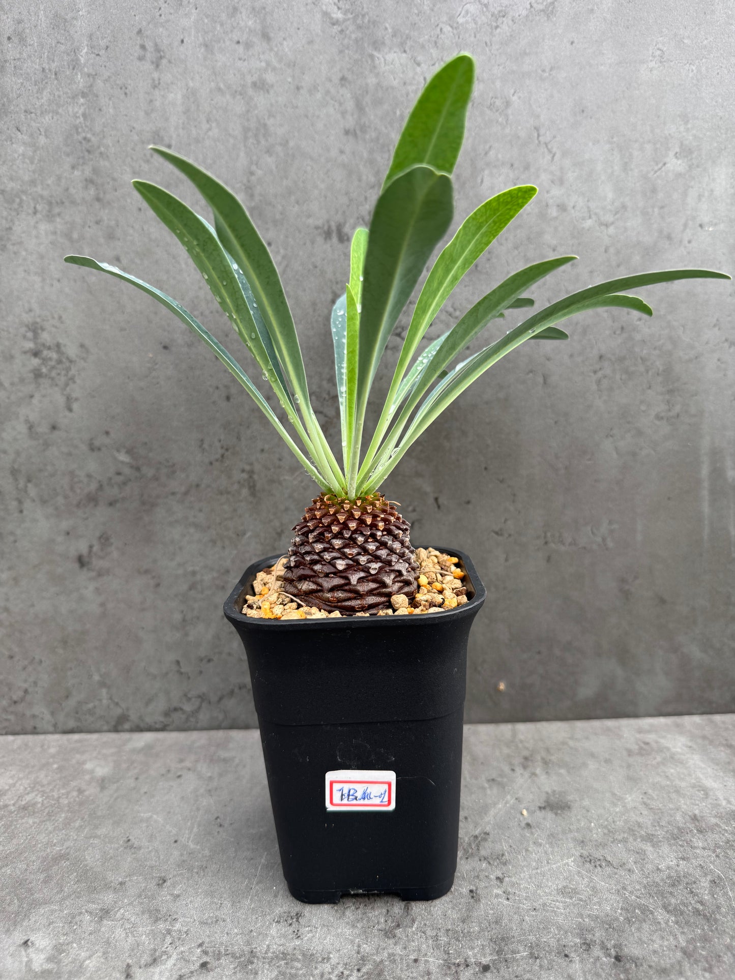 Euphorbia bupleurifolia- mittlere Größe