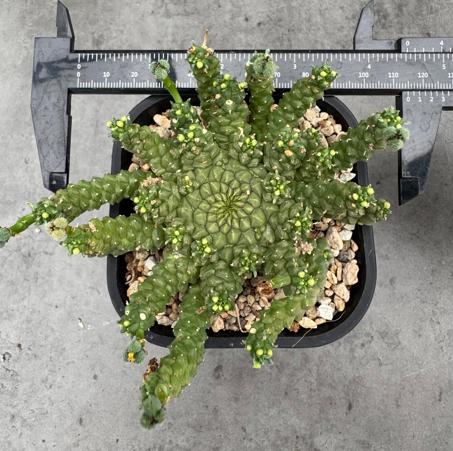 Euphorbia gorgonis