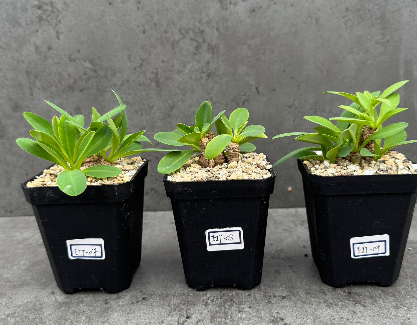 Euphorbia itremensis
