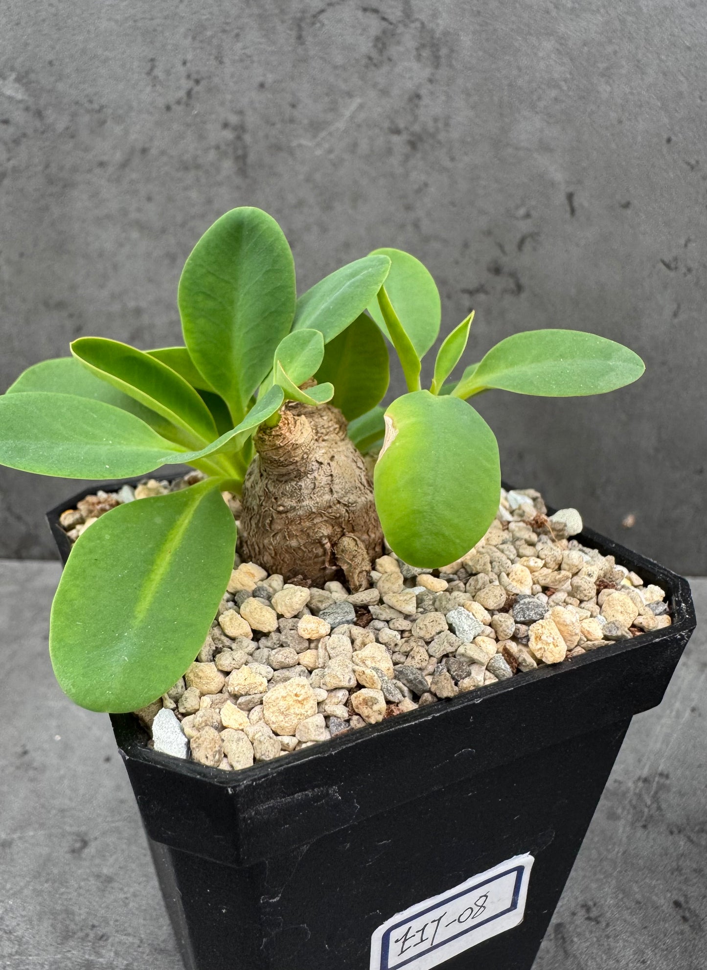 Euphorbia itremensis