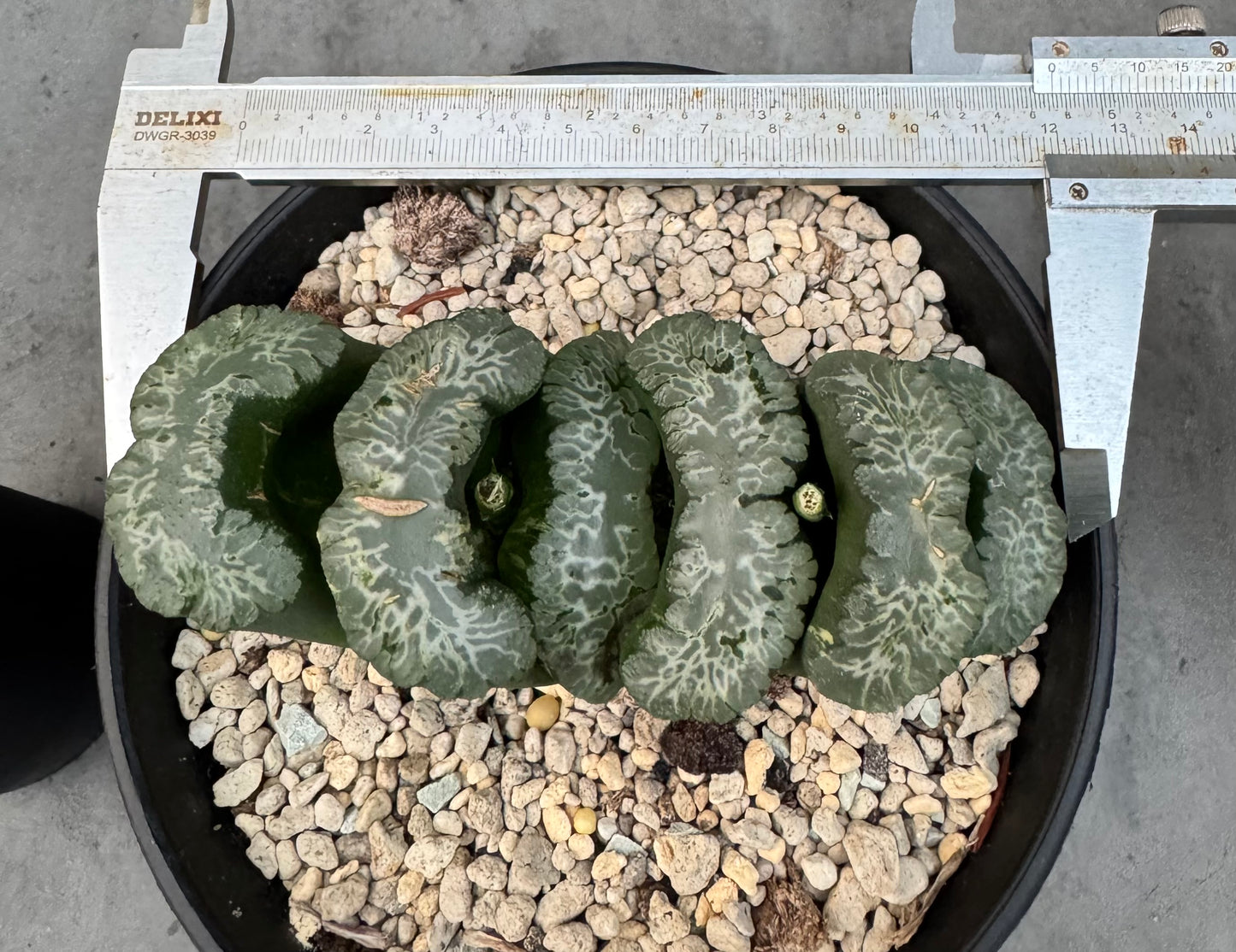 Haworthia Truncata 'Hokusai - Semi-variegata