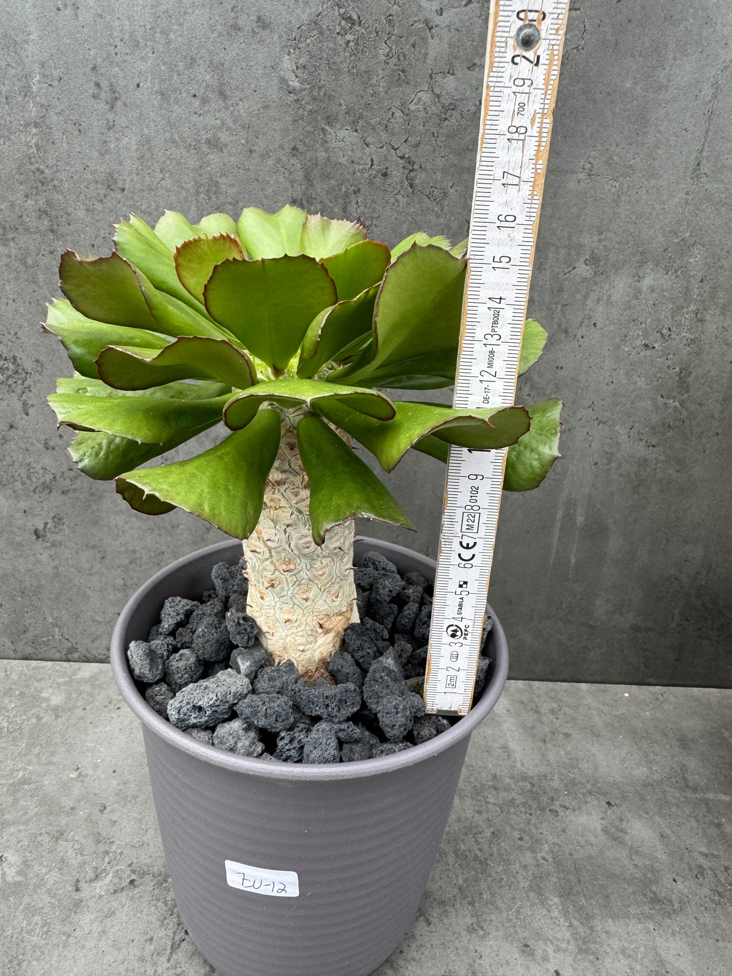 Euphorbia unispina - wurzelechte Exemplare