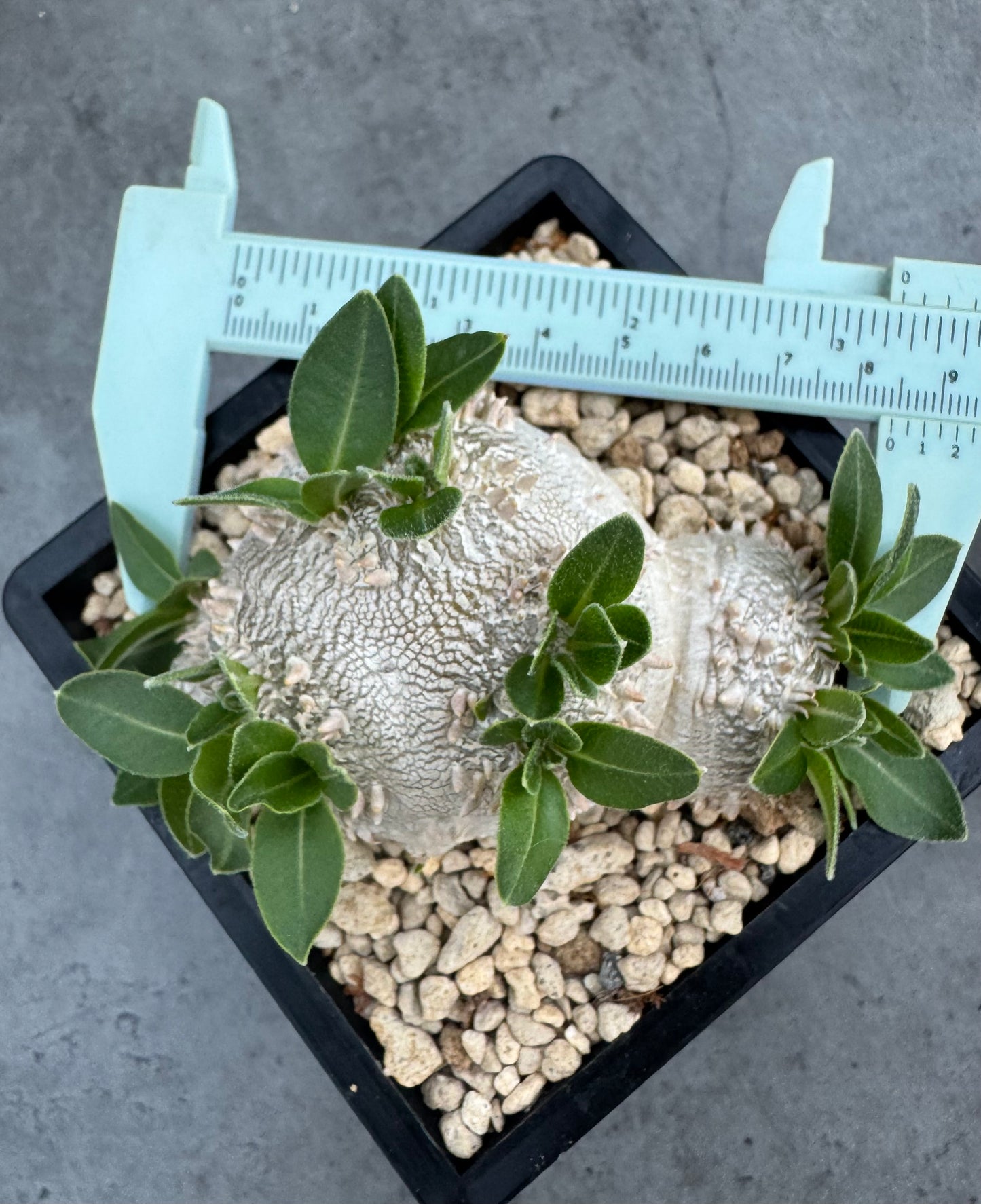 Pachypodium brevicaule – Kulturpflanzen aus deutscher Nachzucht - wurzelecht 8,5cm