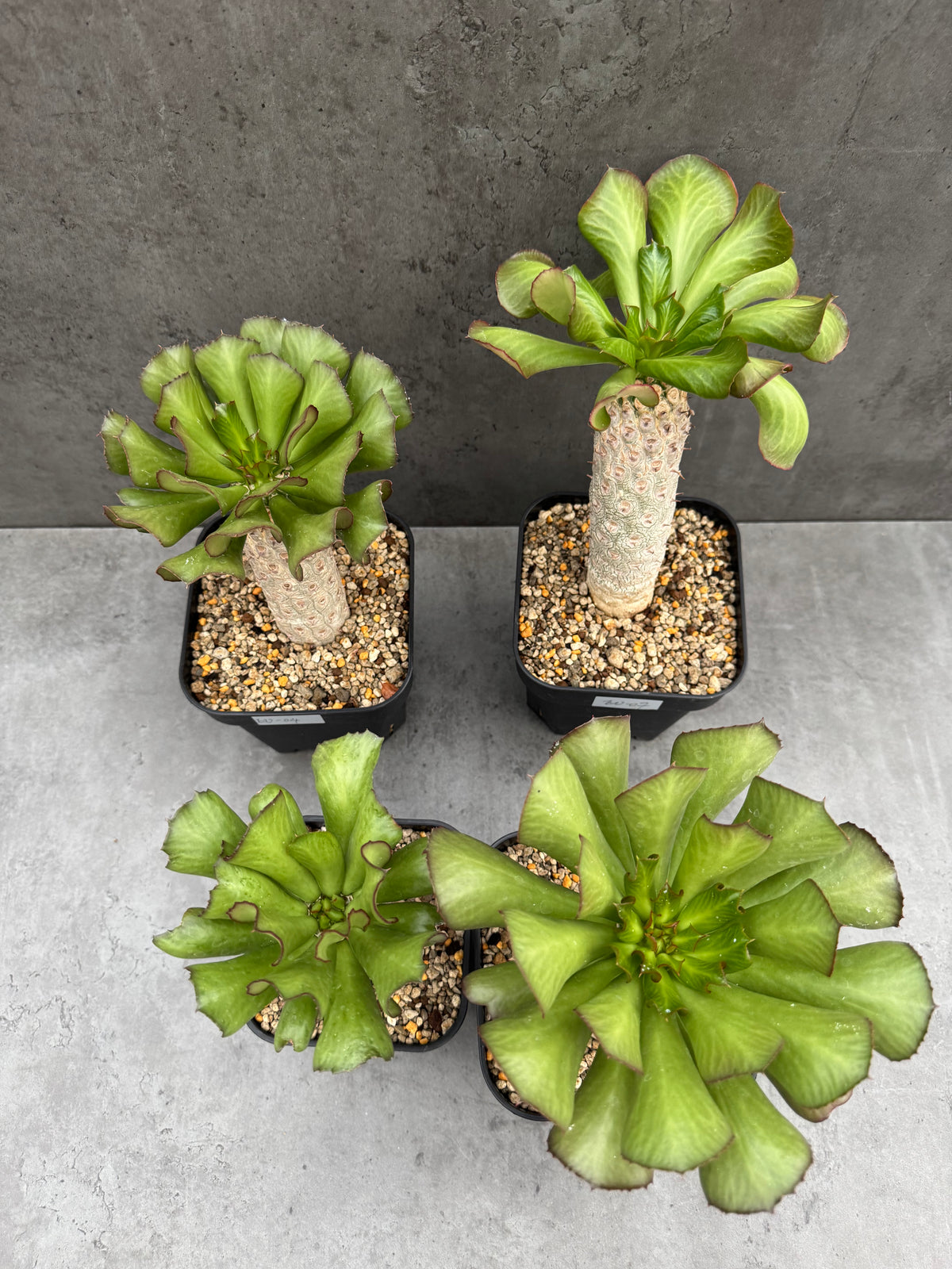 Euphorbia unispina
