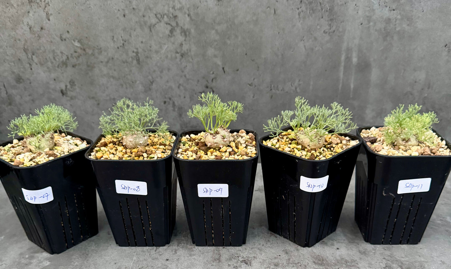 Sarcocaulon peniculinum