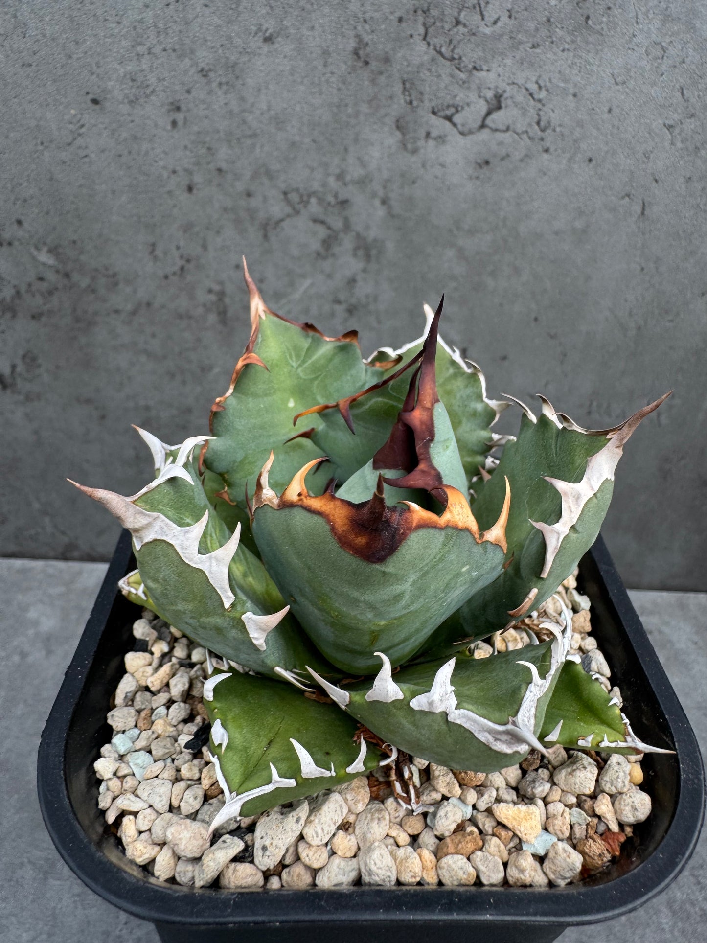 Agave titanota cv. Dwarf – Freilandkultur