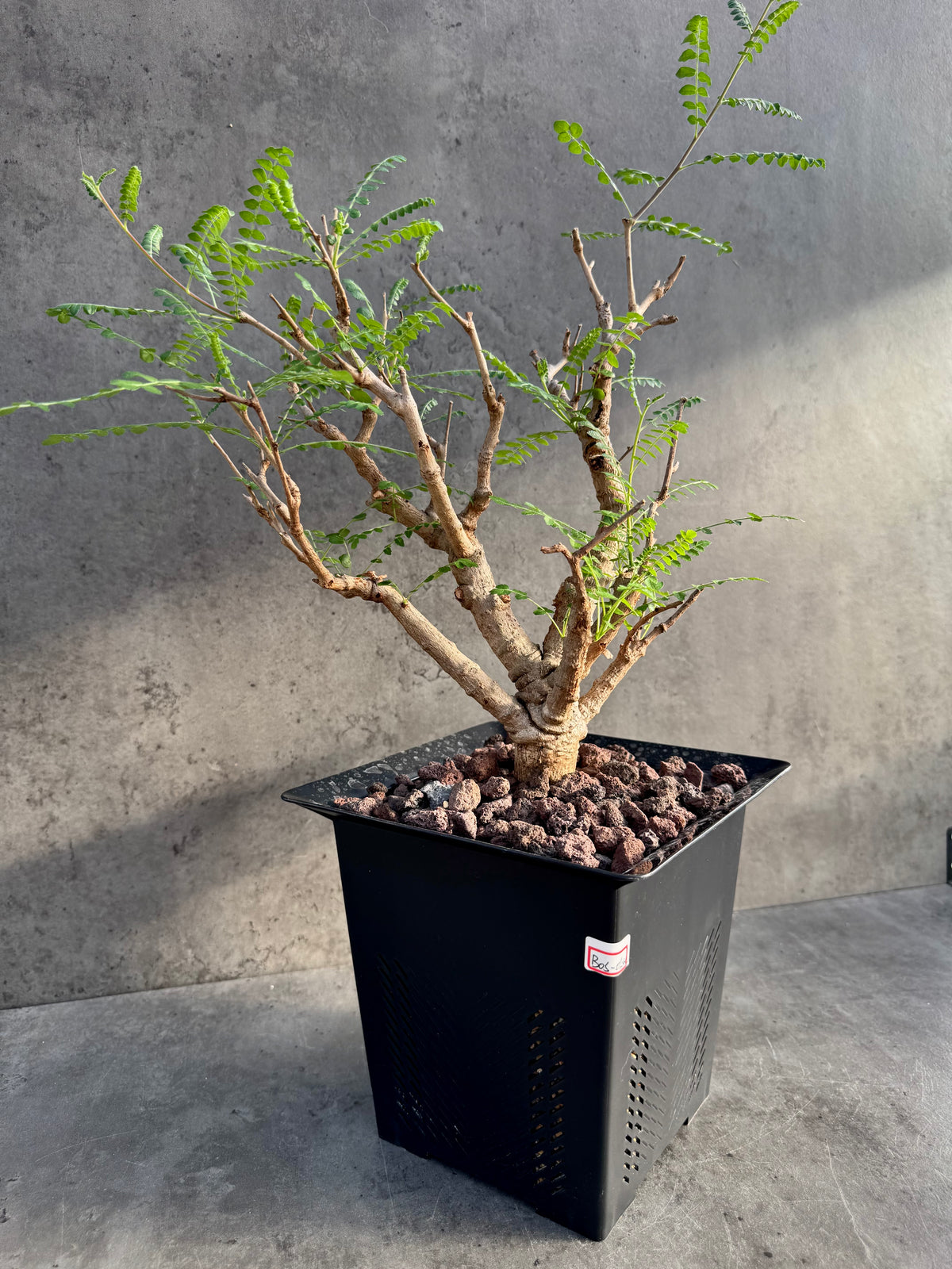 Boswellia neglecta – Afrikanischer Weihrauchbaum - XXL Exemplar