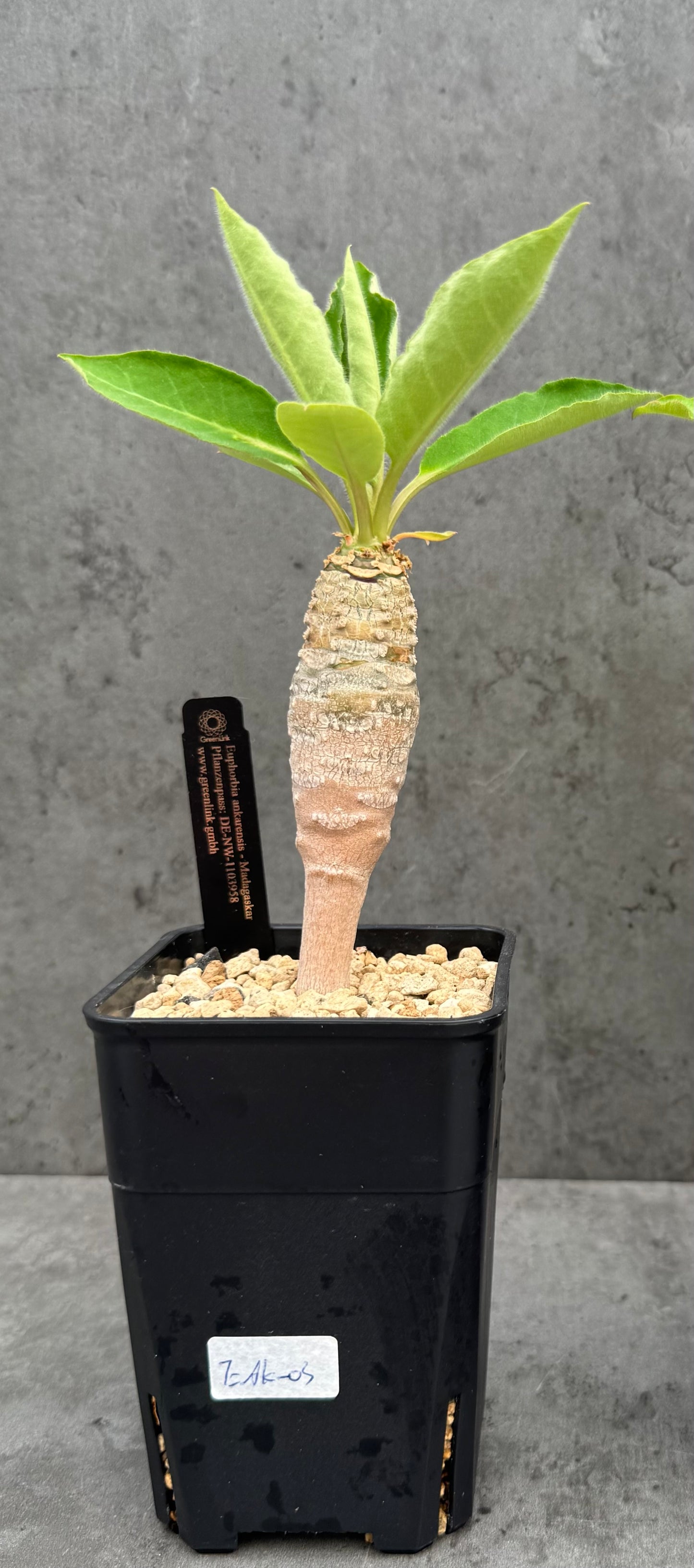 Euphorbia ankarensis
