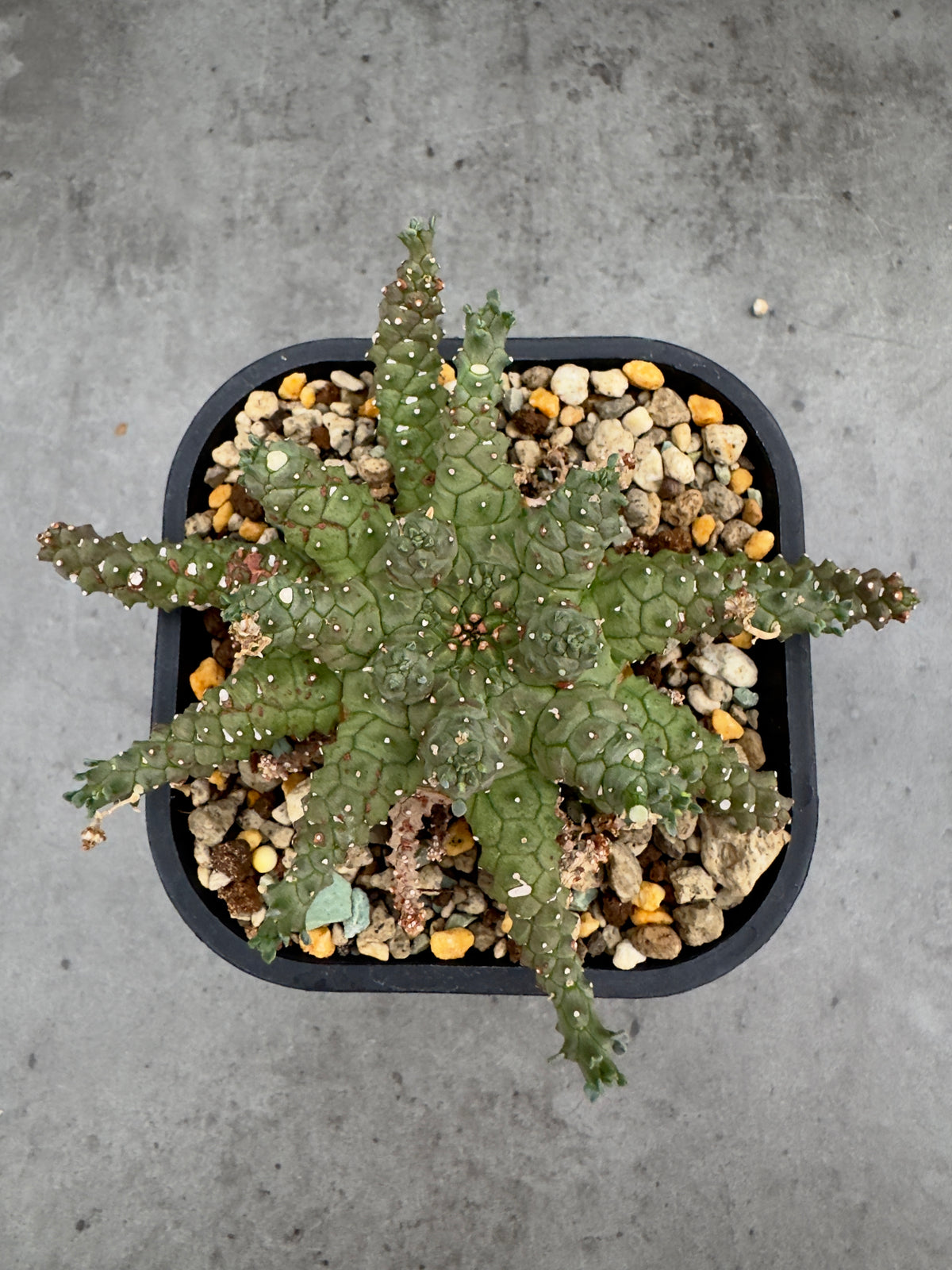 Euphorbia brevirama