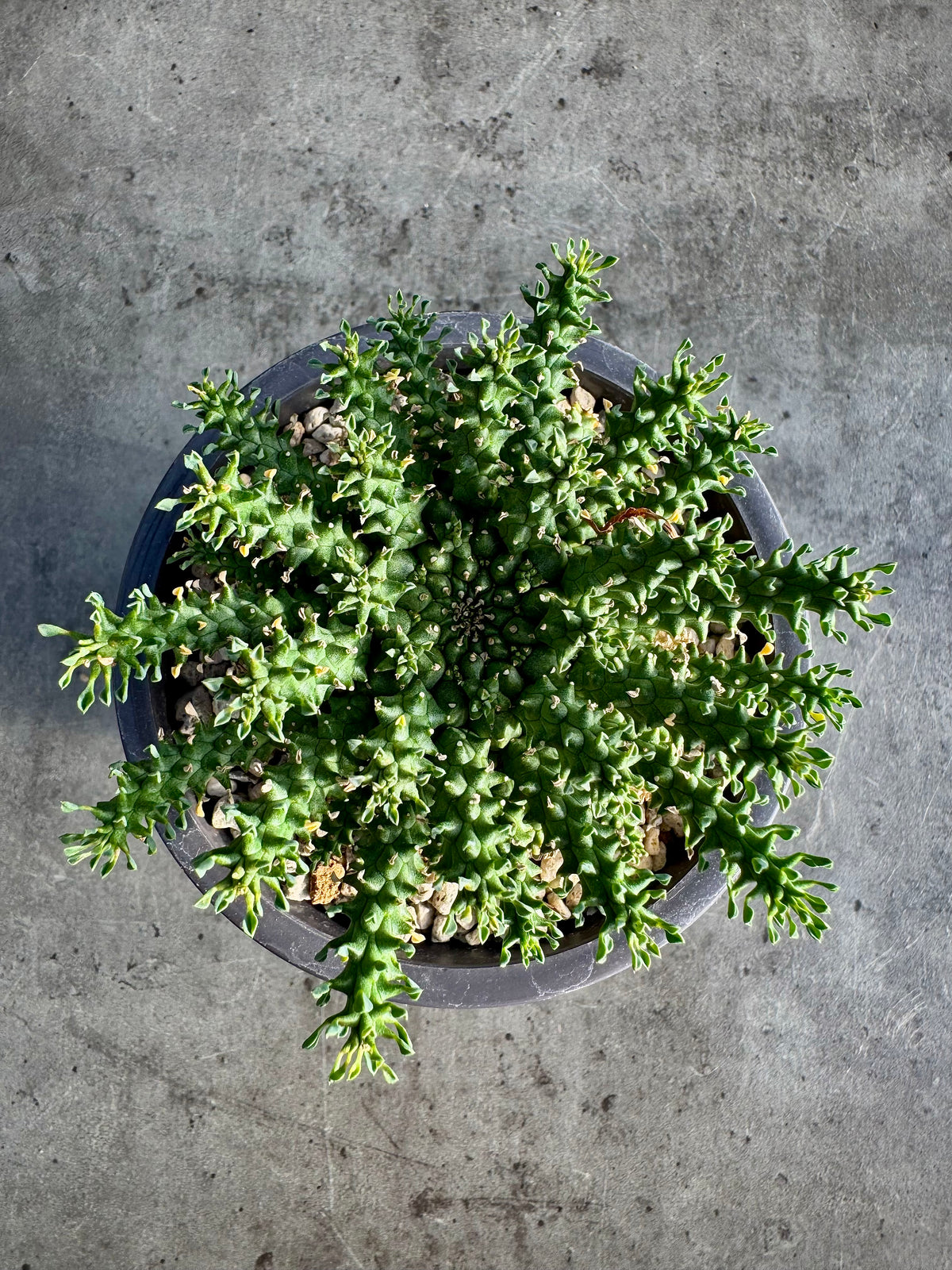 Euphorbia atroviridis