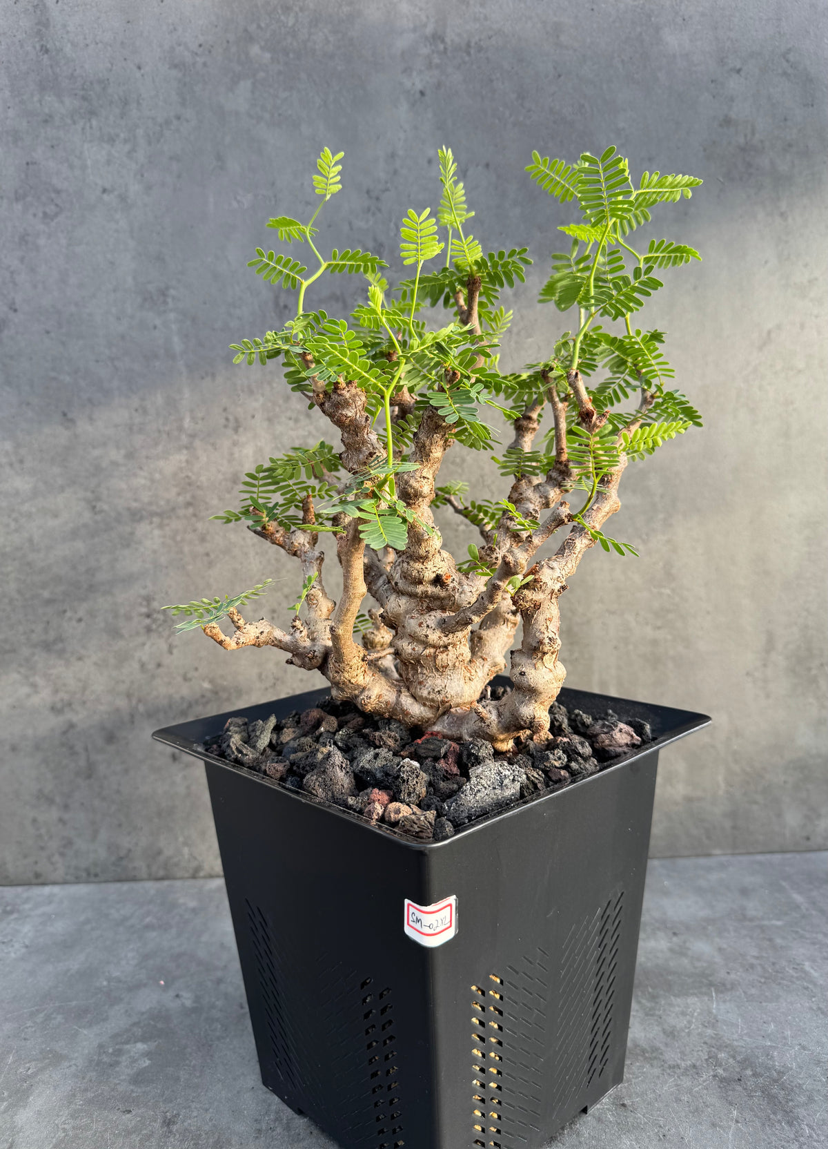 Senna meridionalis - ein exklusives Exemplar!