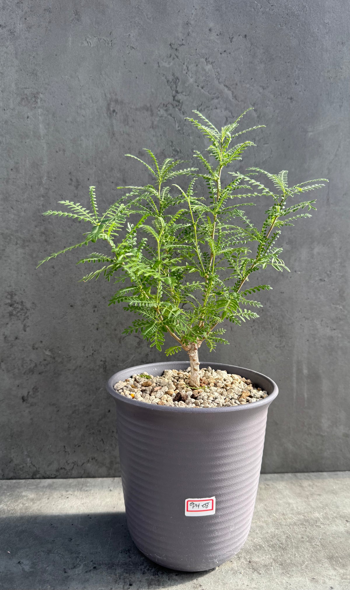 Operculicarya hyphaenoides XL-Exemplare -Rarität