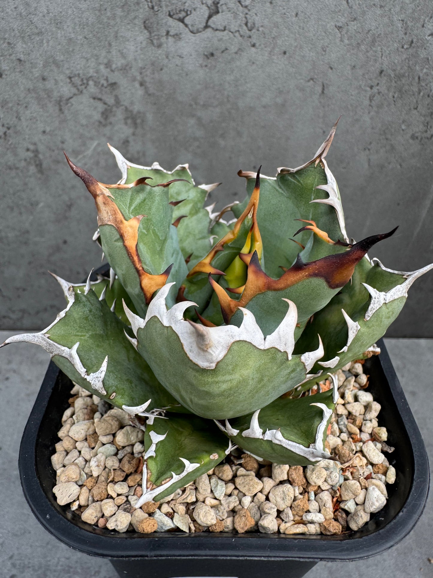 Agave titanota cv. Dwarf – Freilandkultur