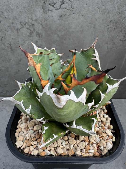 Agave titanota cv. Dwarf – Freilandkultur