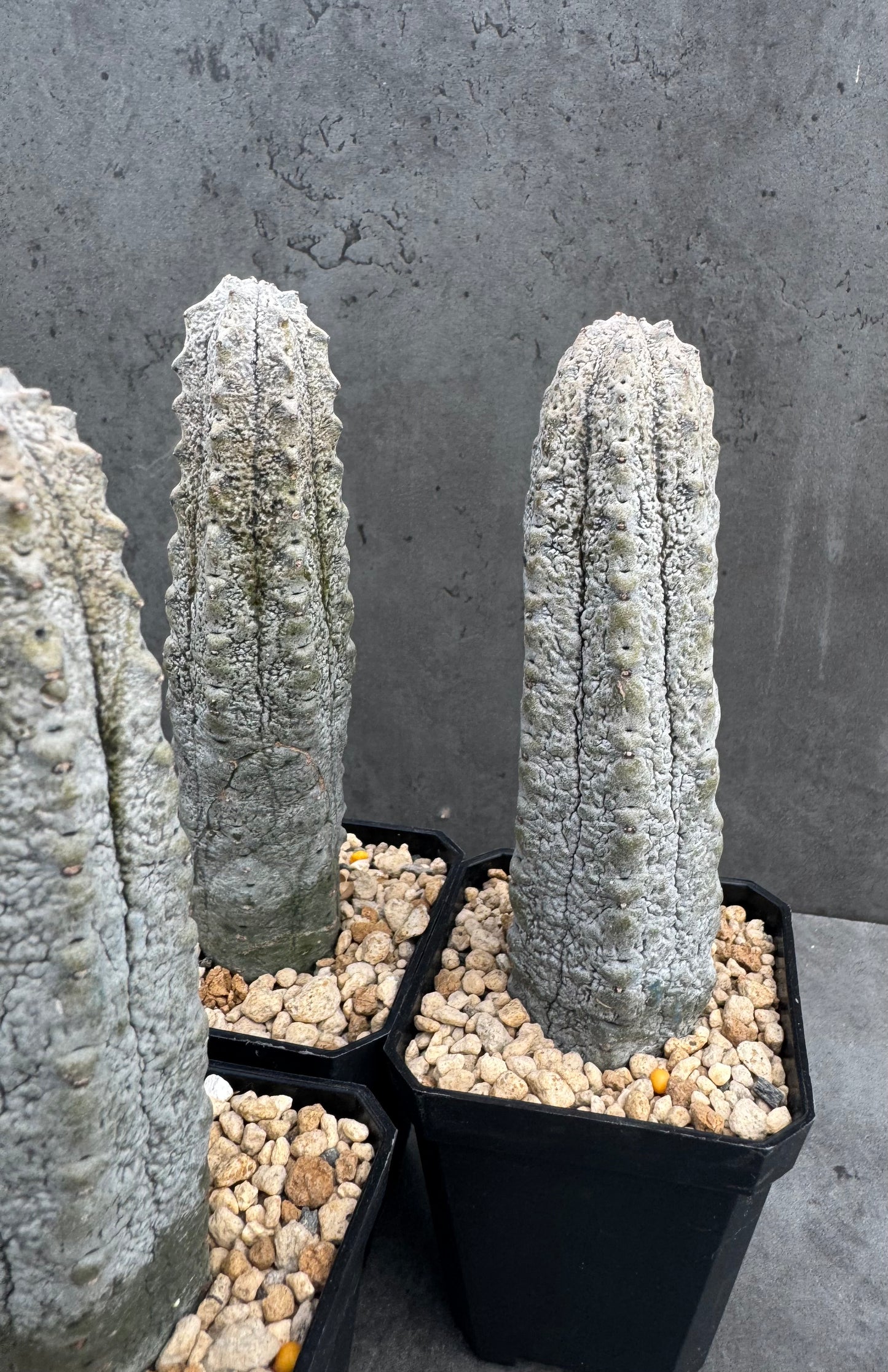 Euphorbia abdelkuri – wurzecht