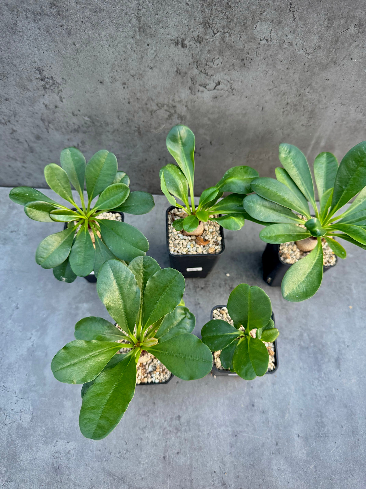 Euphorbia ramena