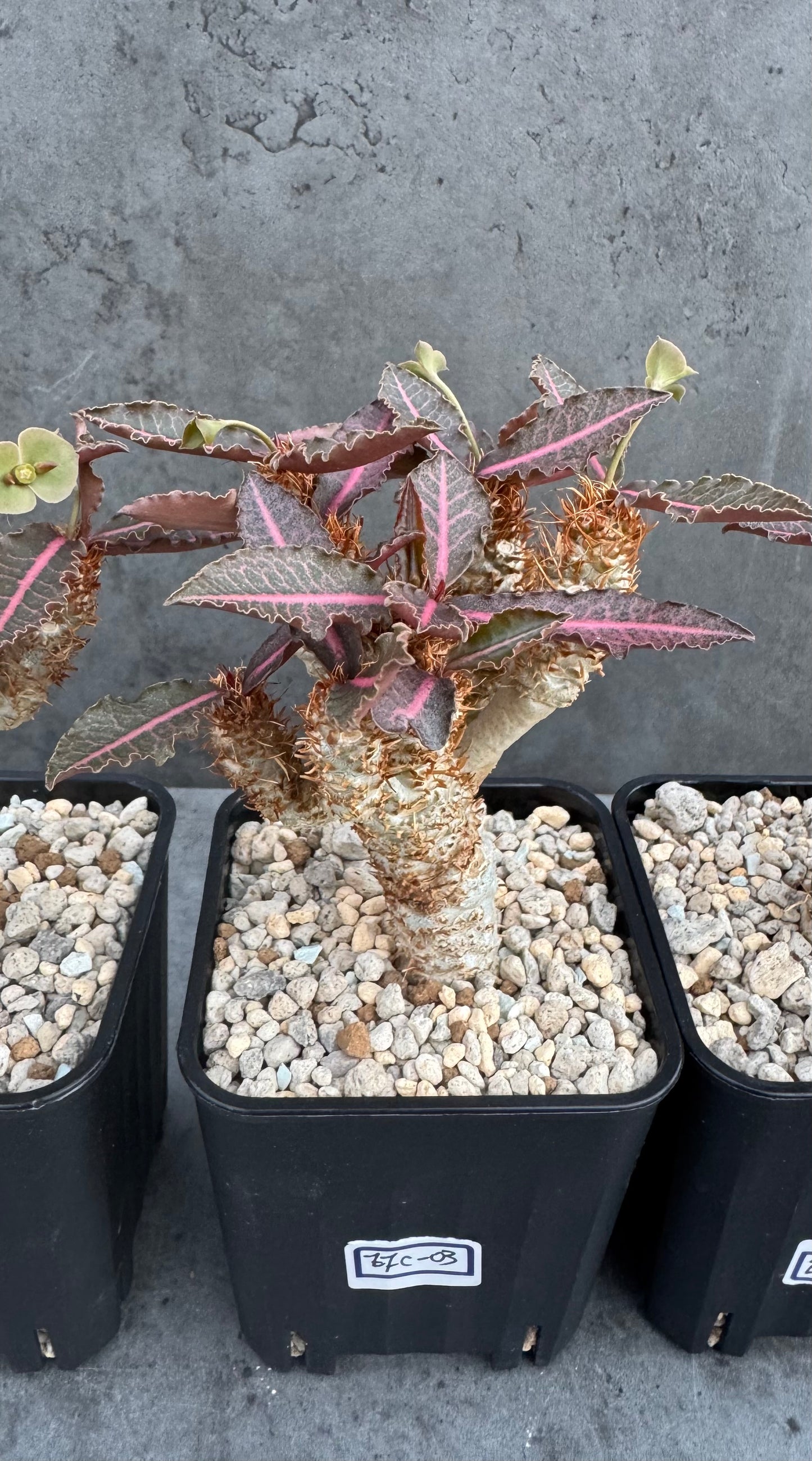 Euphorbia francoisii var. crassicaulis 'Rubrifolia' – robust kultiviert in rein mineralischem Substrat.