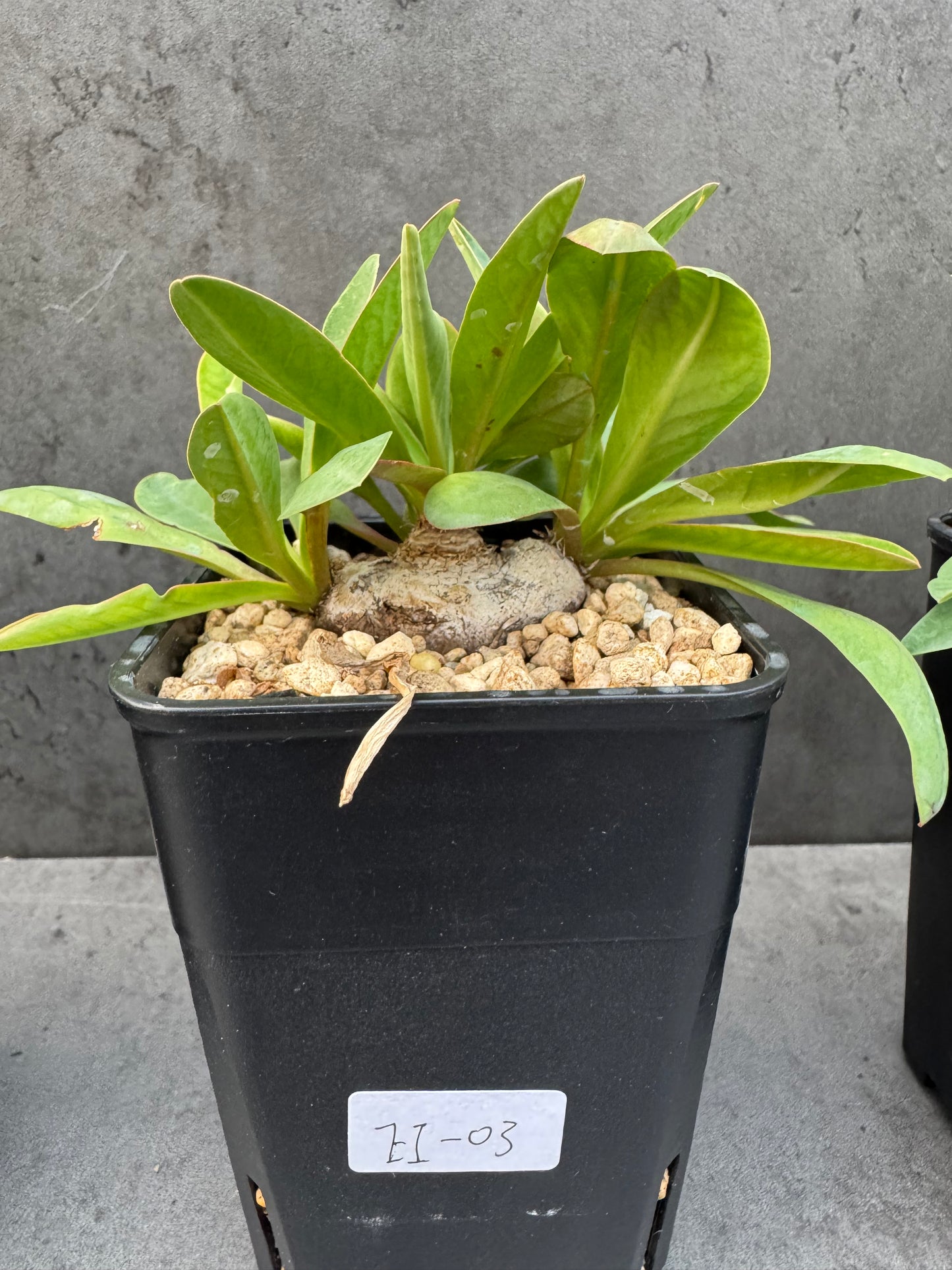 Euphorbia itremensis