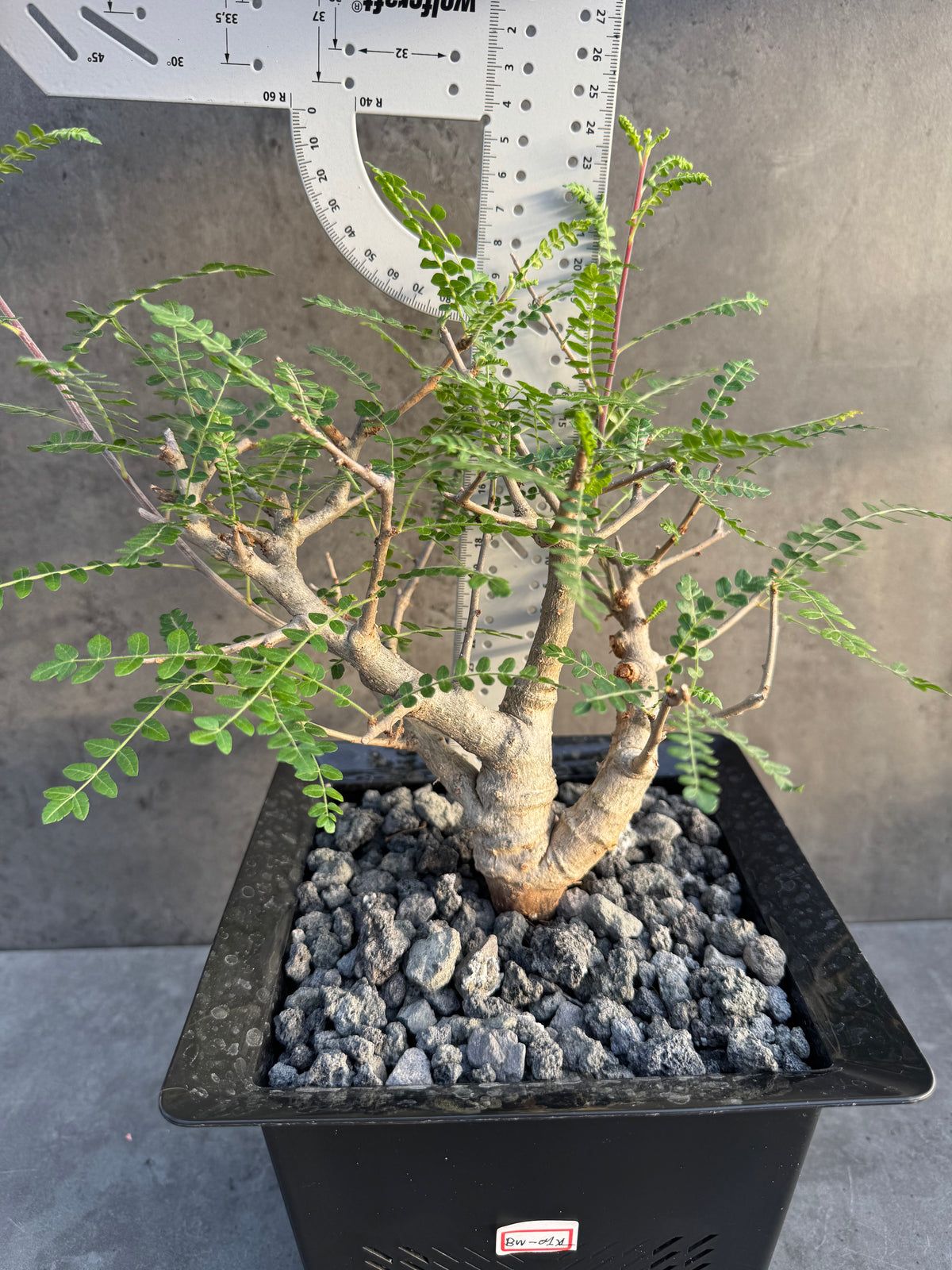 Boswellia neglecta – Afrikanischer Weihrauchbaum - XL Exemplar