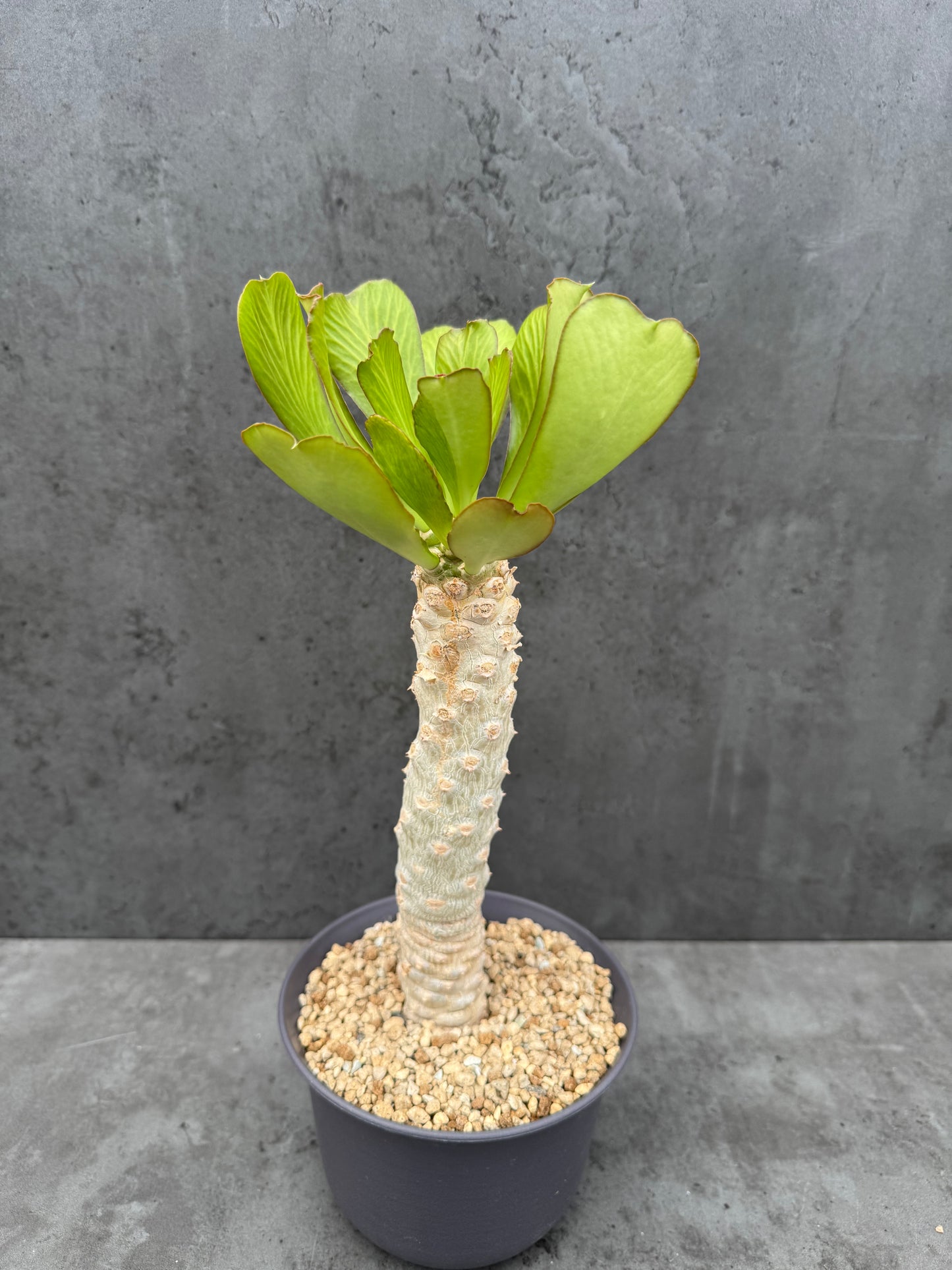 Euphorbia Poissonii - originale Form