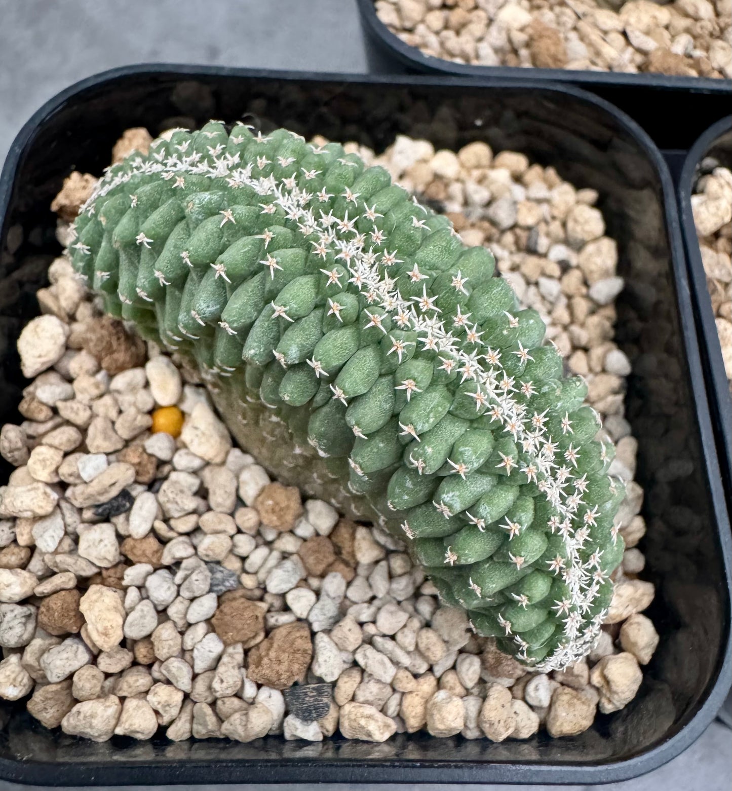 strombocactus disciformis f cristata