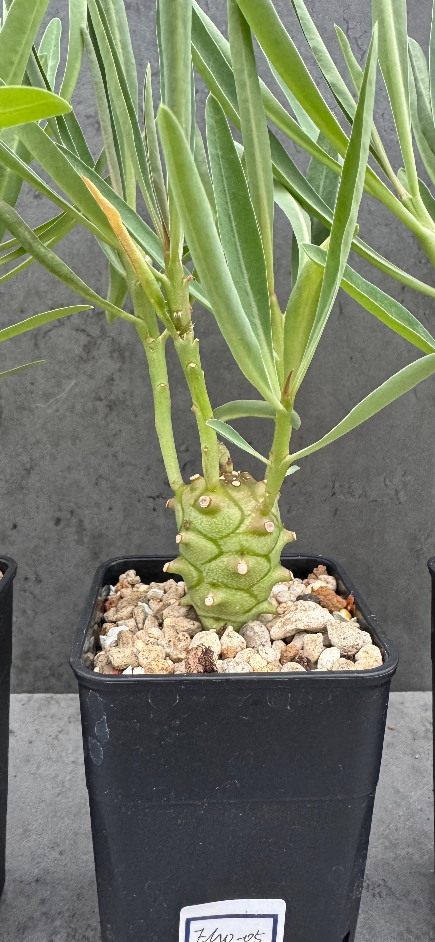 Euphorbia monteiroi - Angola
