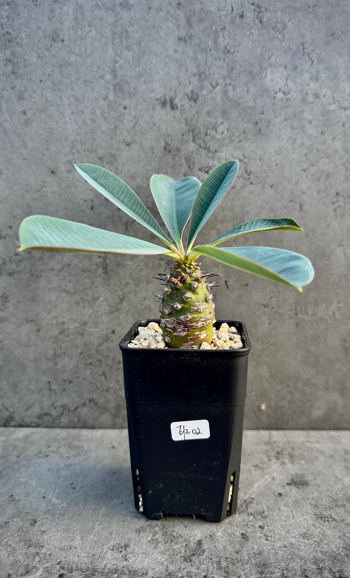 Euphorbia pachypodioides