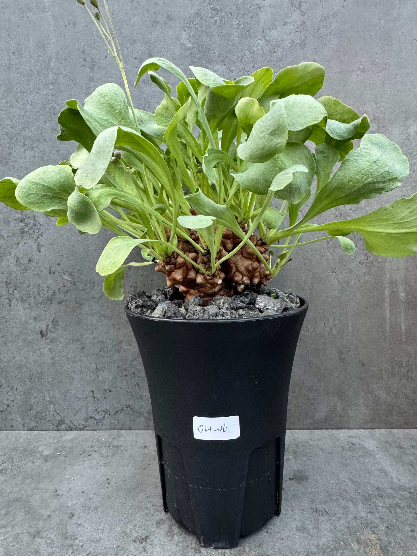 Othonna herrei - große Pflanzen