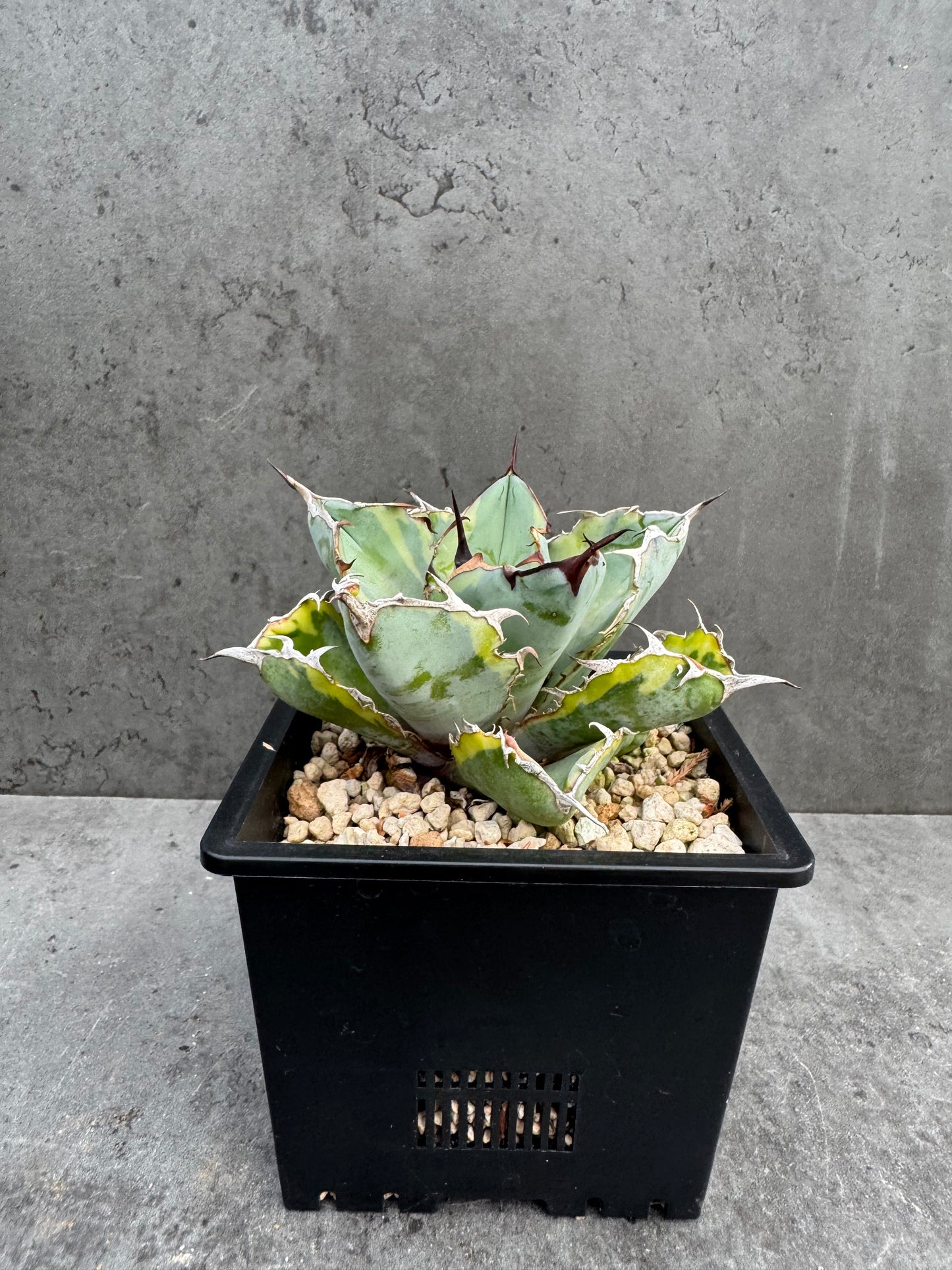 Agave Titanota Black And Blue Variegata