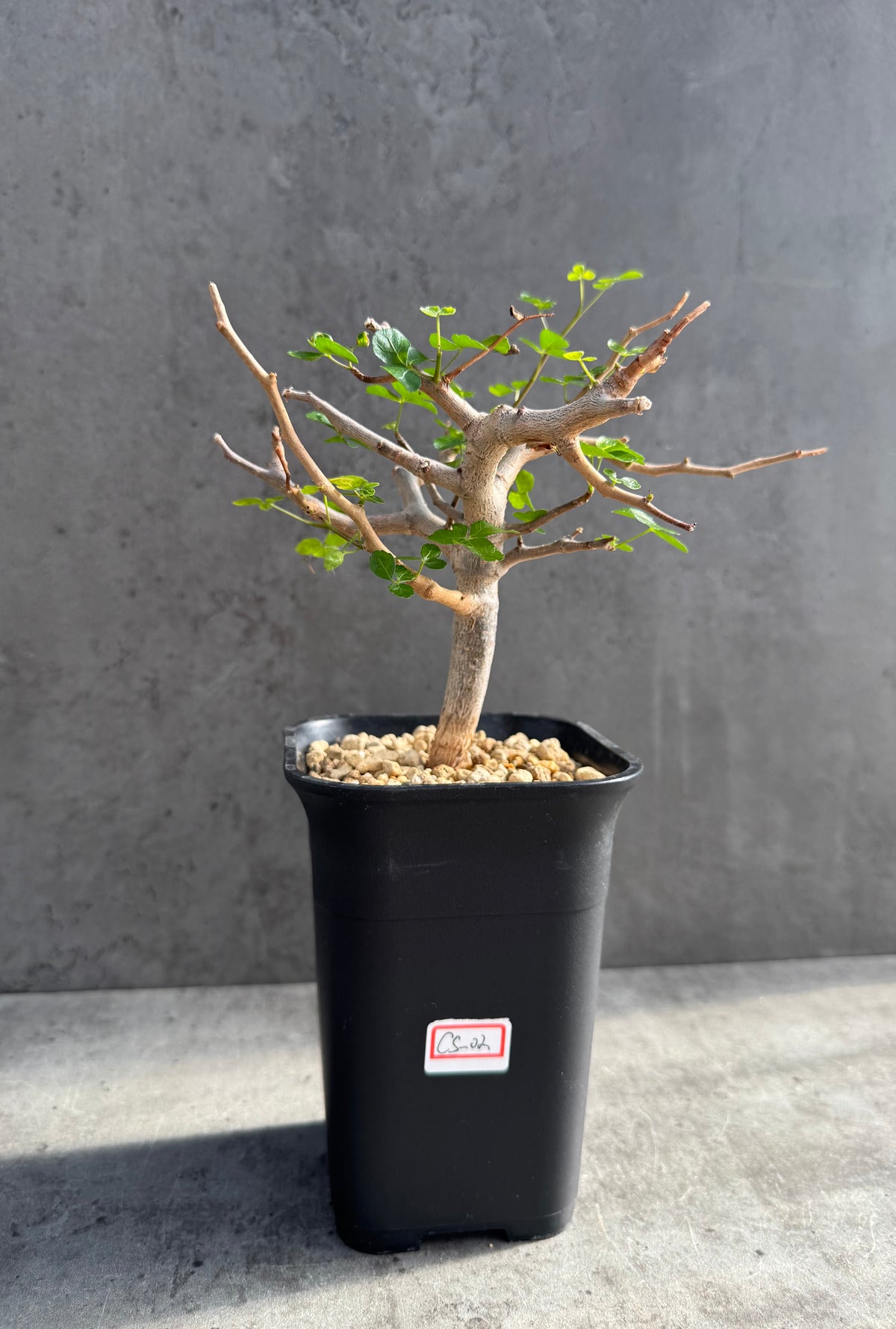 Commiphora sinuata – Seltene madagassische Commiphora