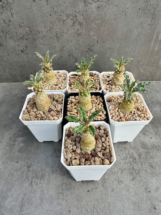 Dorstenia lavrani – Seltene Caudexpflanze mit einzigartigen Scheibenblüten