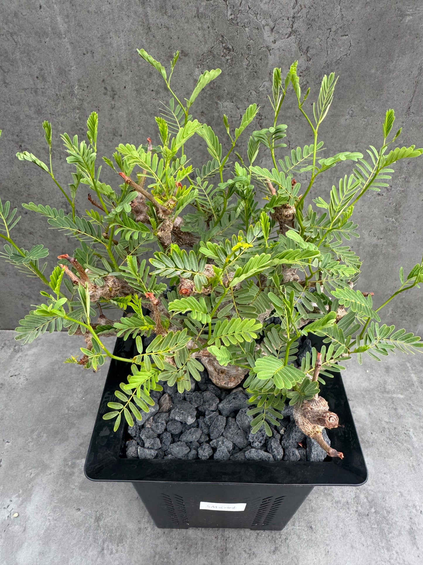 Senna meridionalis - ein exklusives Exemplar!