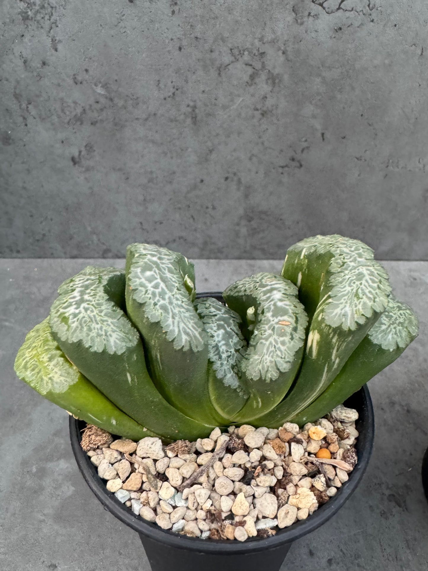 Haworthia Truncata 'Hokusai - Semi-variegata