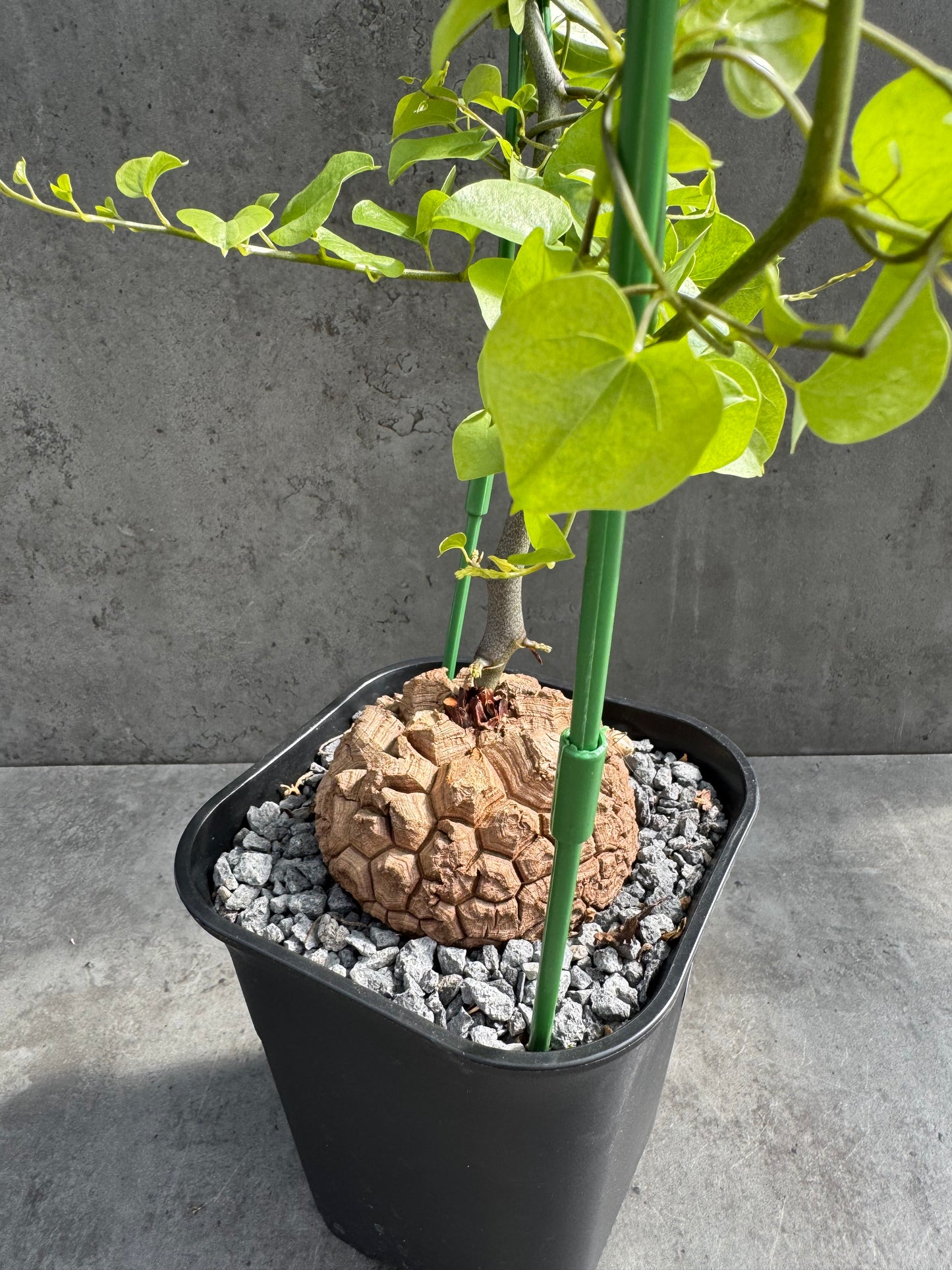 Dioscorea elephantipes – vollständig bewurzeltes Exemplar – Dioe-05