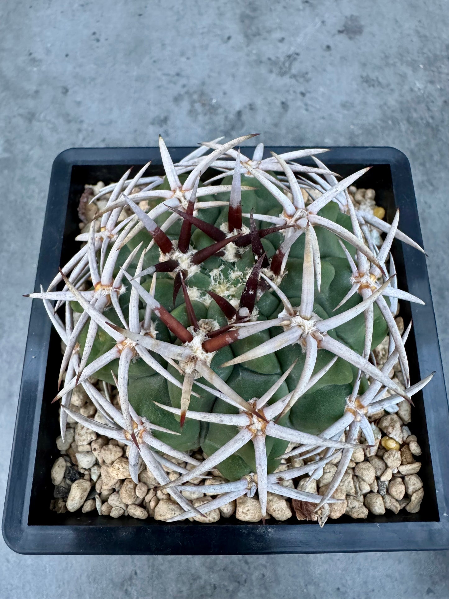 Gymnocalycium hybopleurum - super Selektion