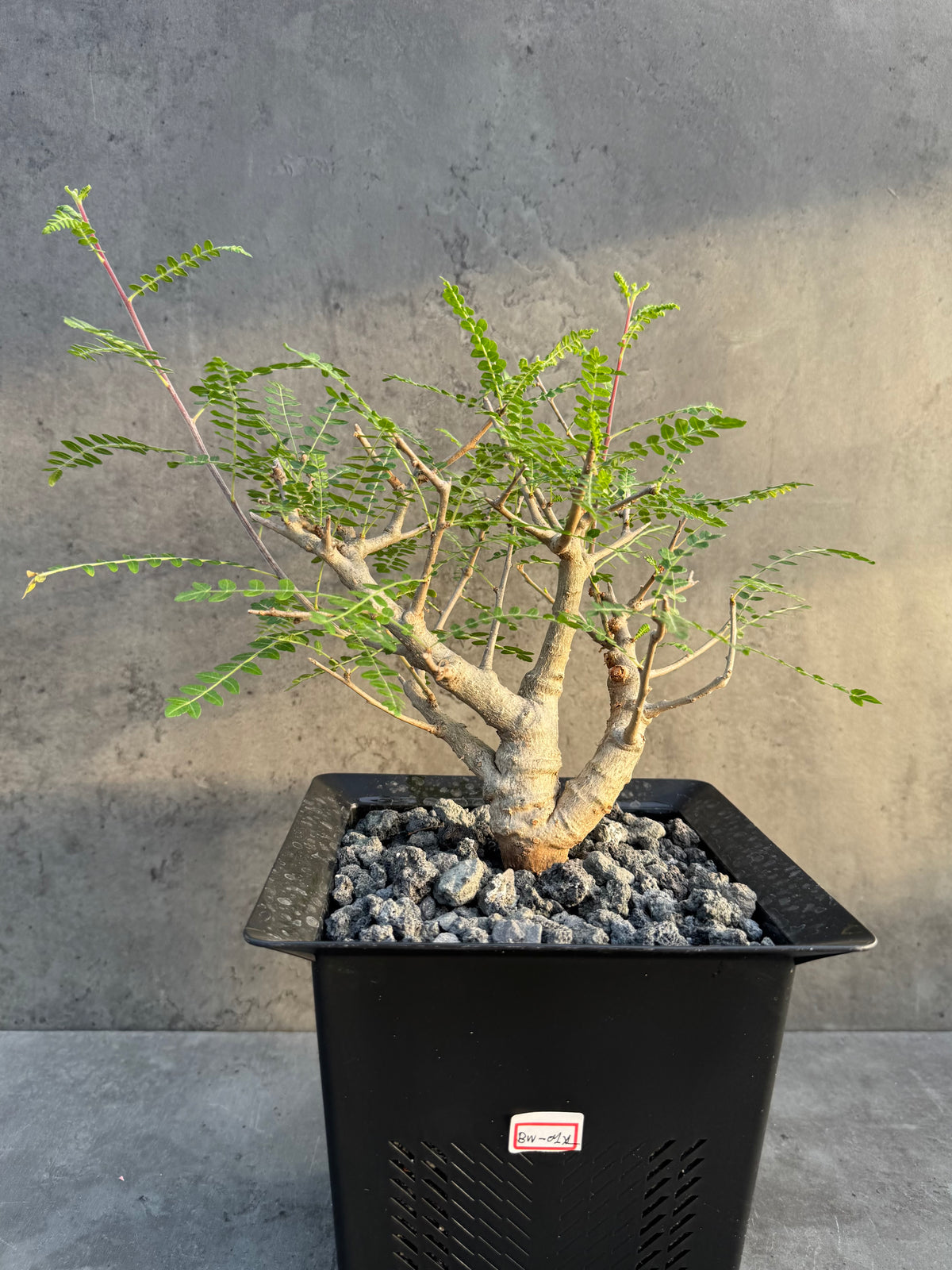 Boswellia neglecta – Afrikanischer Weihrauchbaum - XL Exemplar