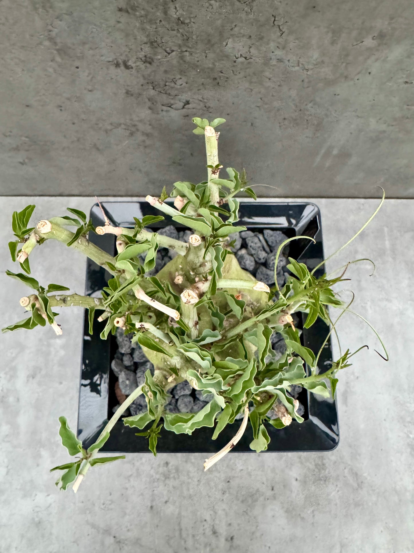 Adenia spinosa – Seltene Caudexpflanze aus Namibia mit dornigen Ranken